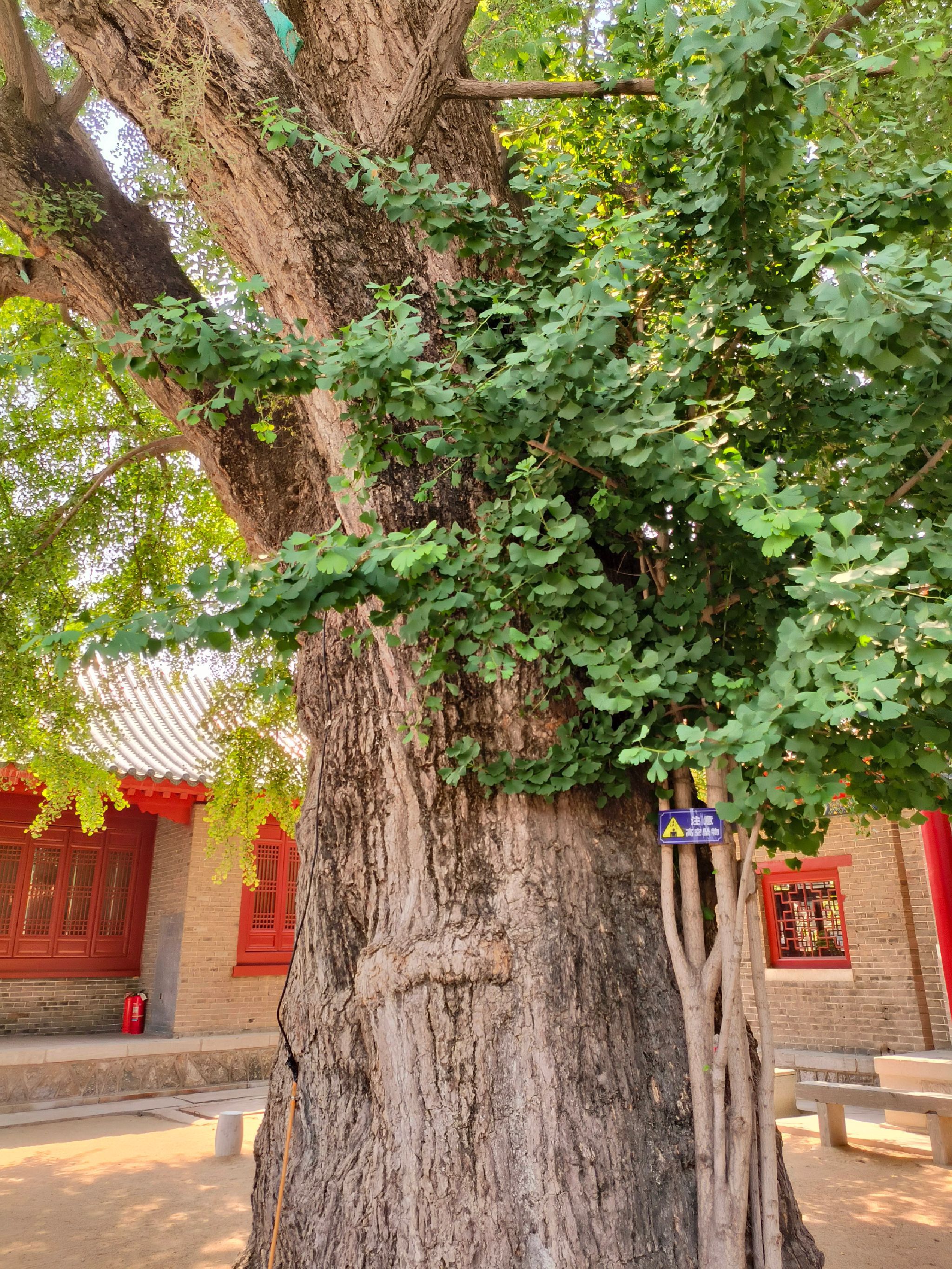 孔庙旅行图片 1