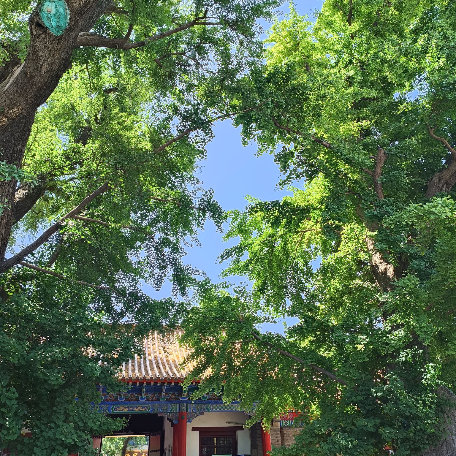 孔庙旅行图片 1