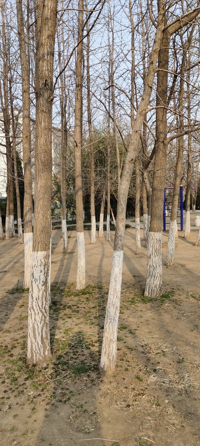 郯子公园旅行图片 3