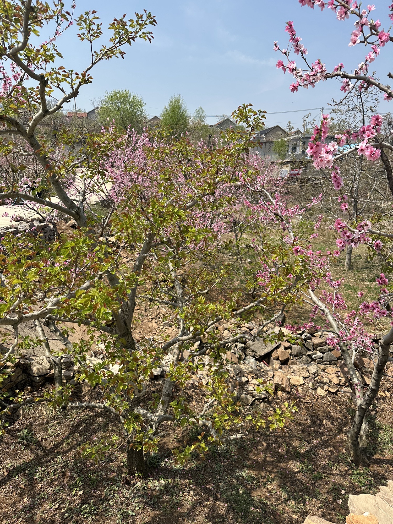 九间棚旅游区旅行图片 2
