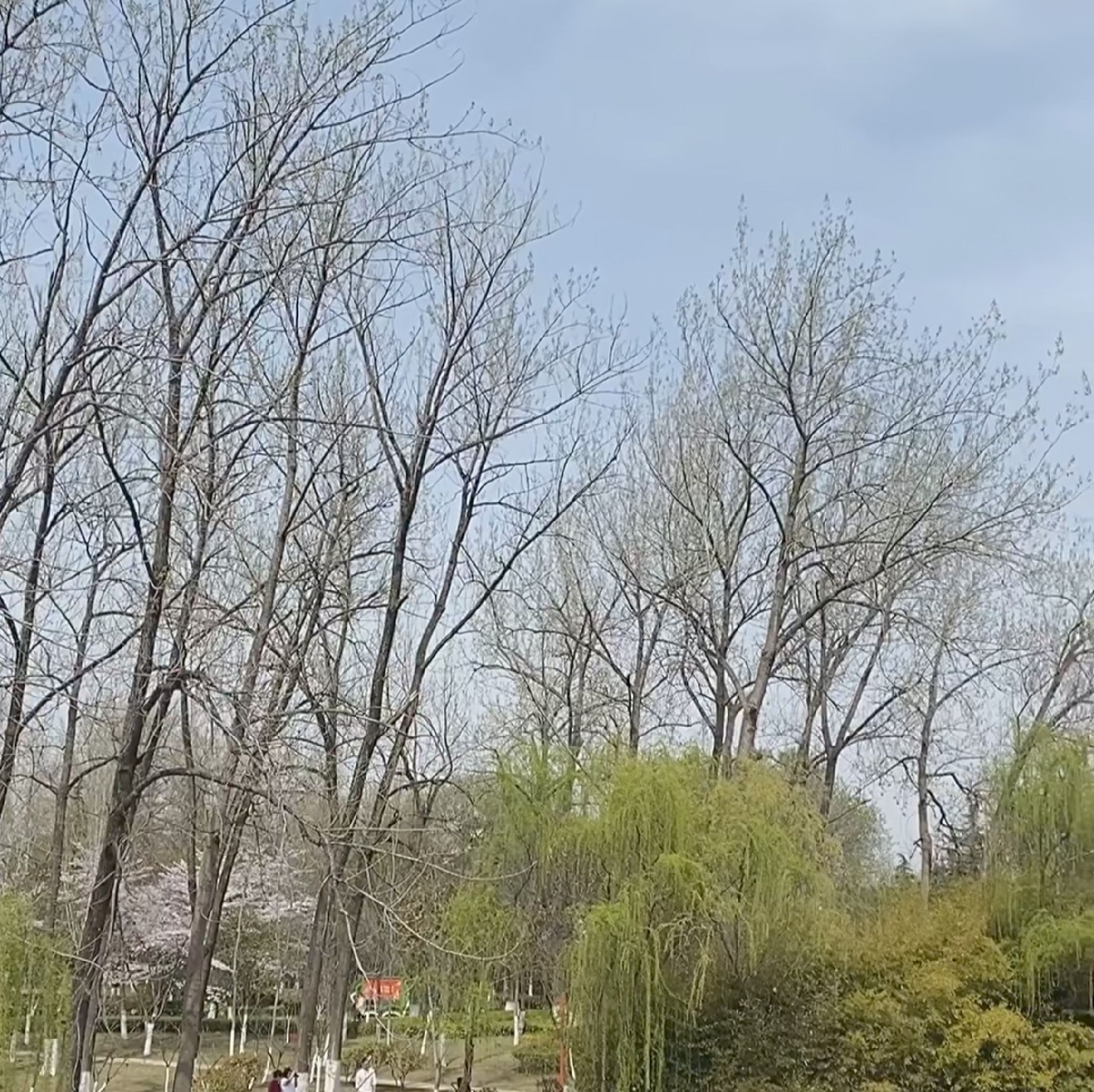 临沂人民公园旅行图片 1