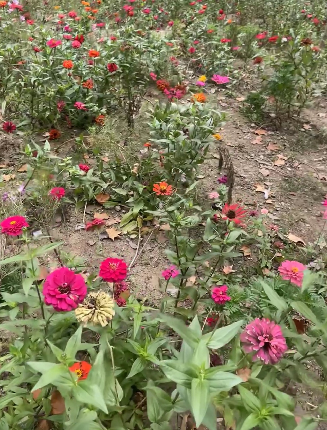 临沂人民公园旅行图片 1