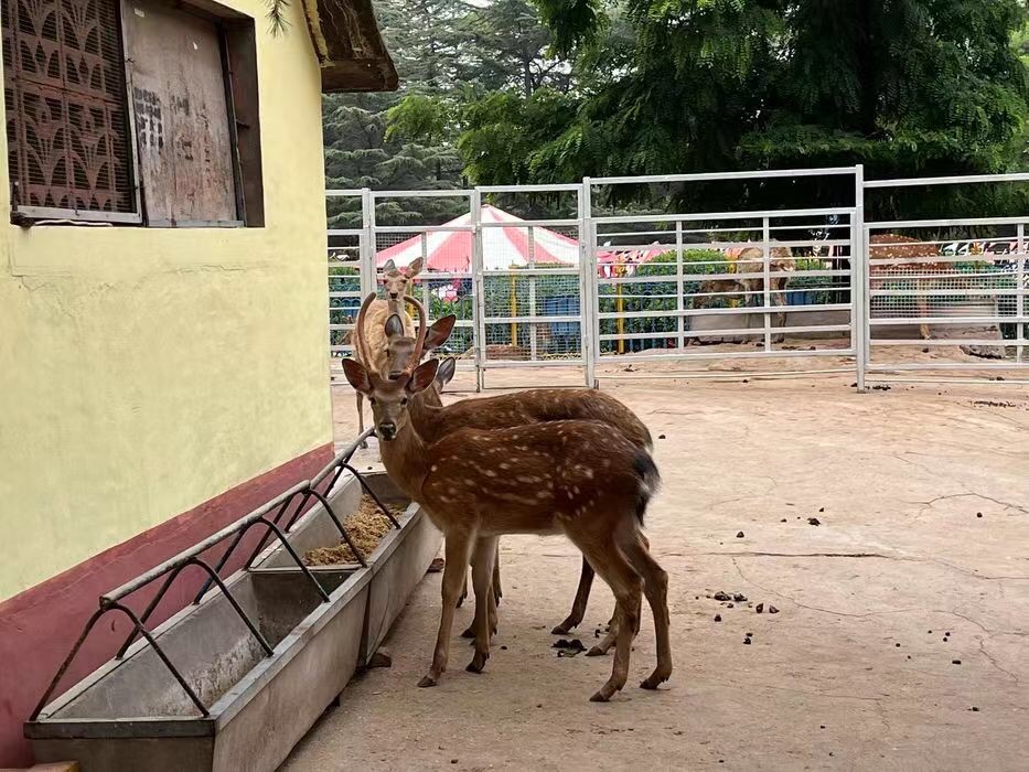 罗庄公园旅行图片 3