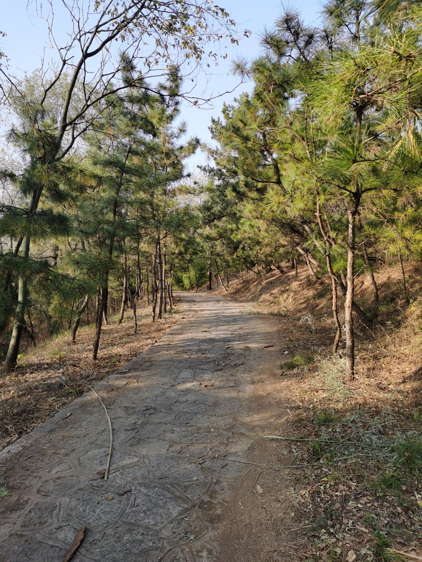 茶山旅游区旅行图片 1