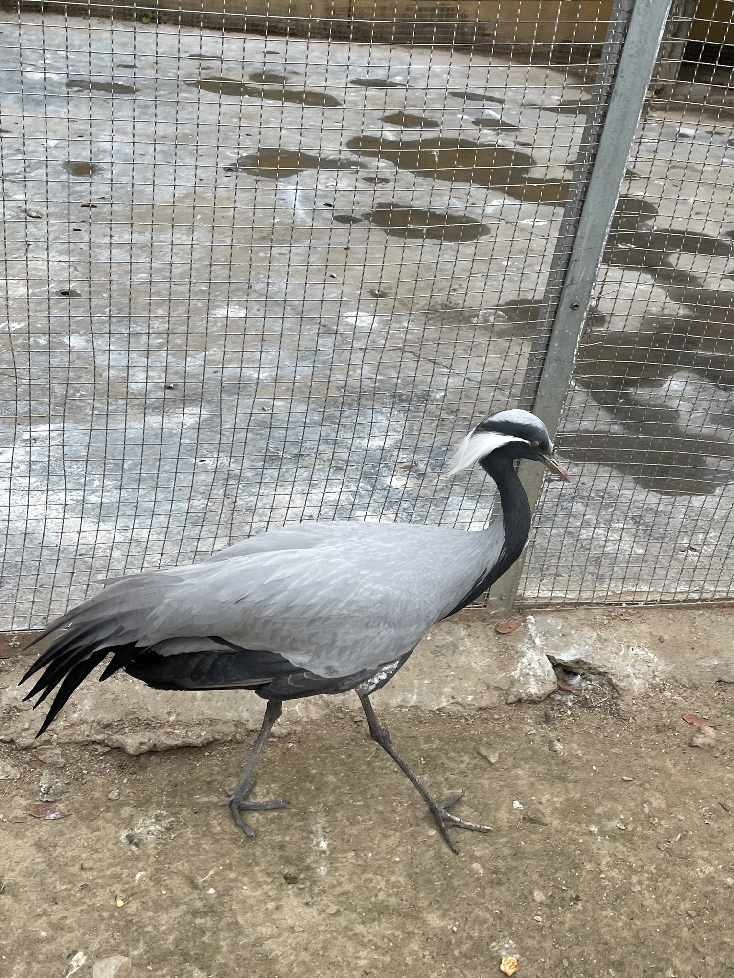 临沂动植物园旅行图片 2