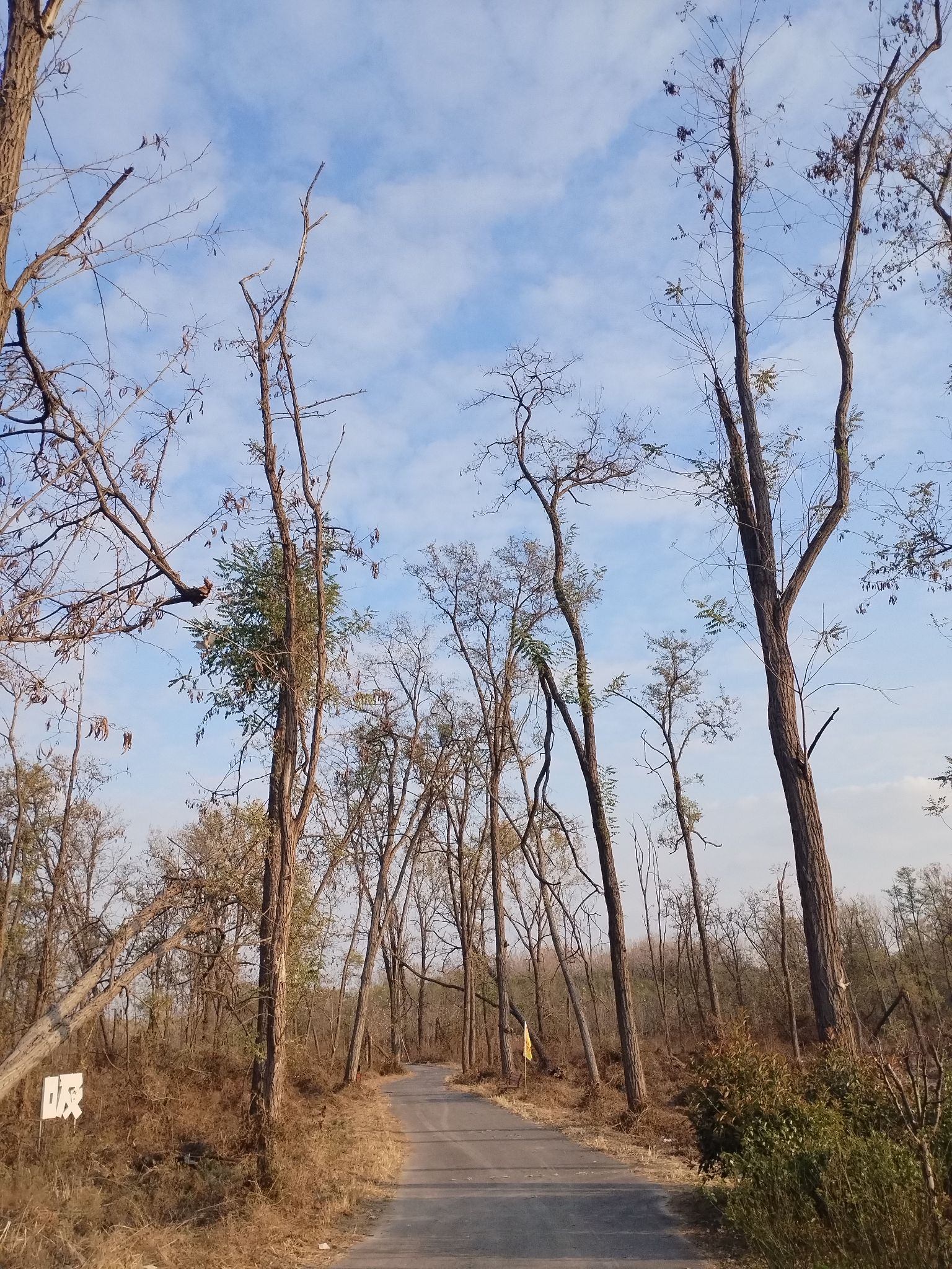 孙子故里森林公园旅行图片 1