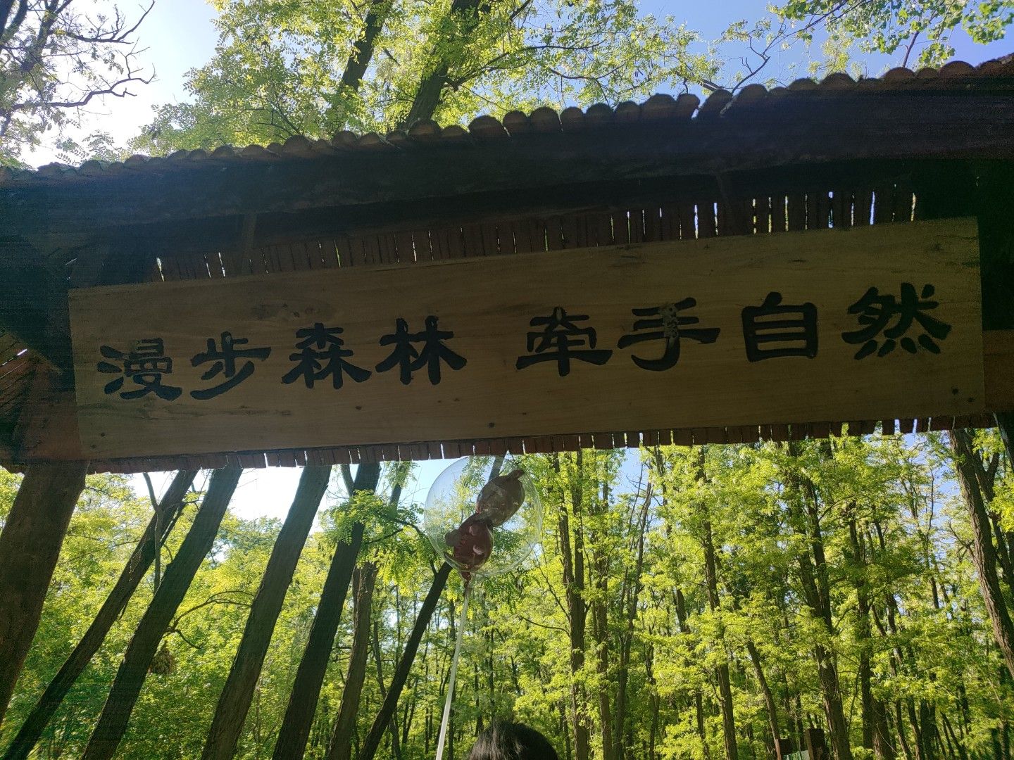 孙子故里森林公园旅行图片 2