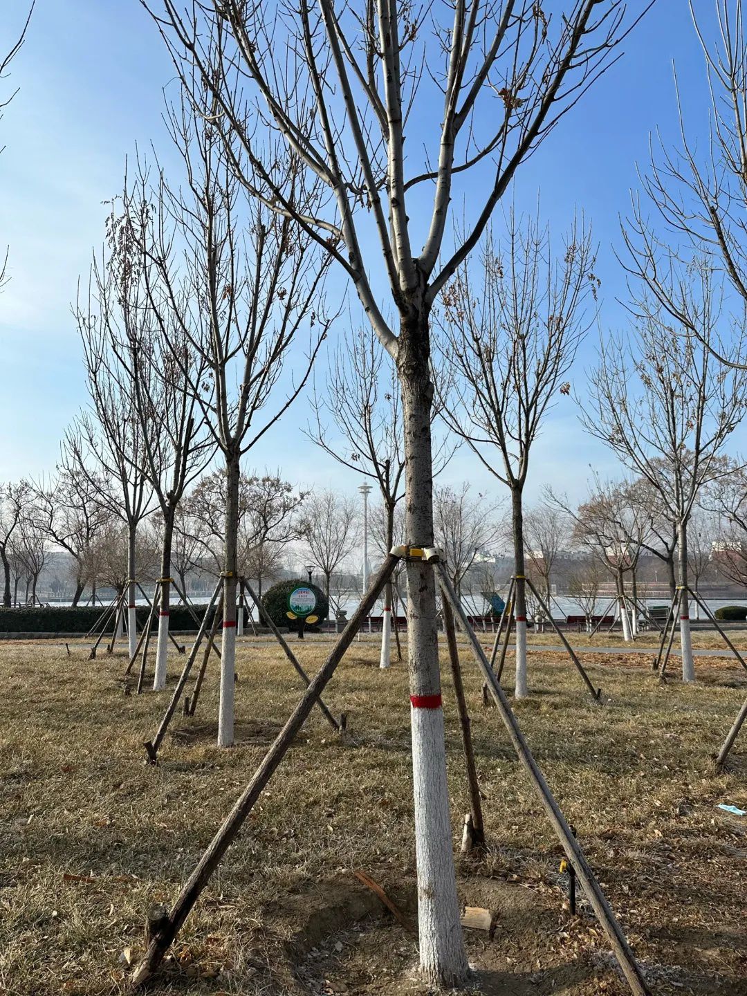 河口银河公园旅行图片 3