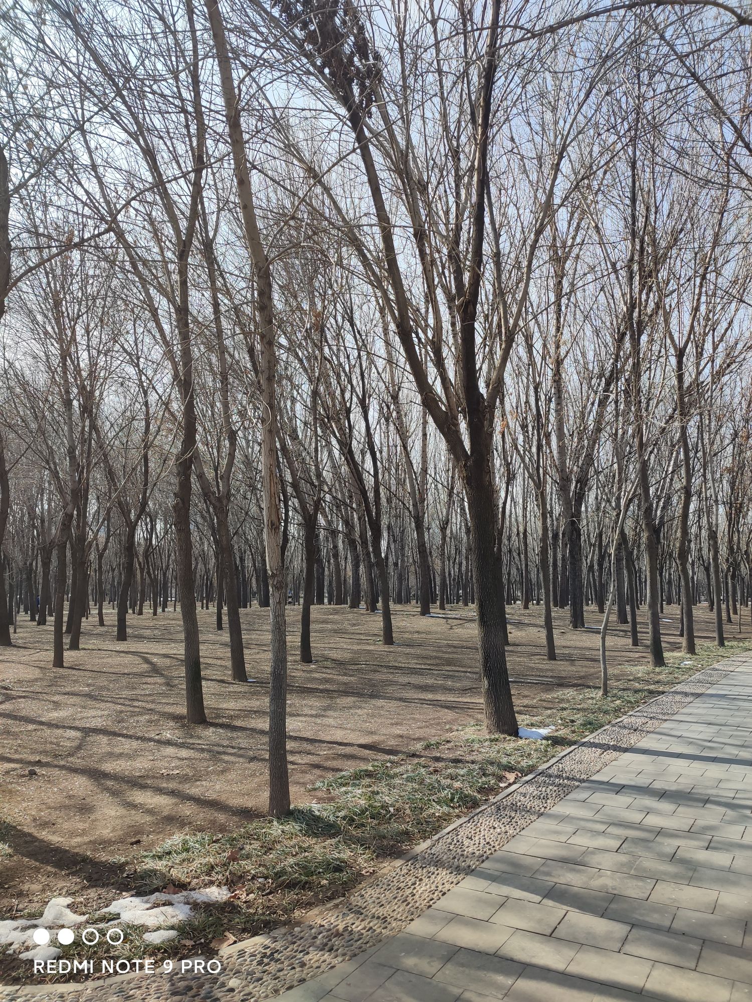 五村遗址森林公园旅行图片 1
