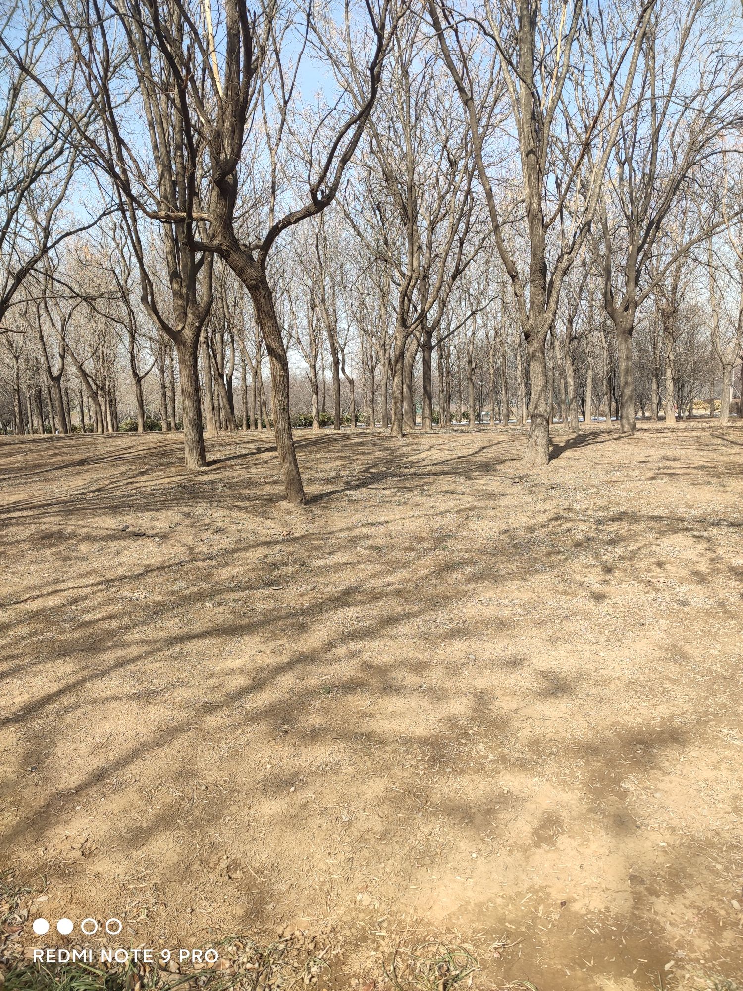 五村遗址森林公园旅行图片 3