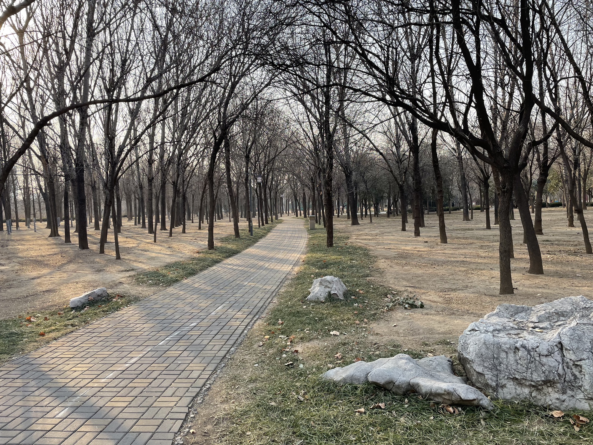 五村遗址森林公园旅行图片 2