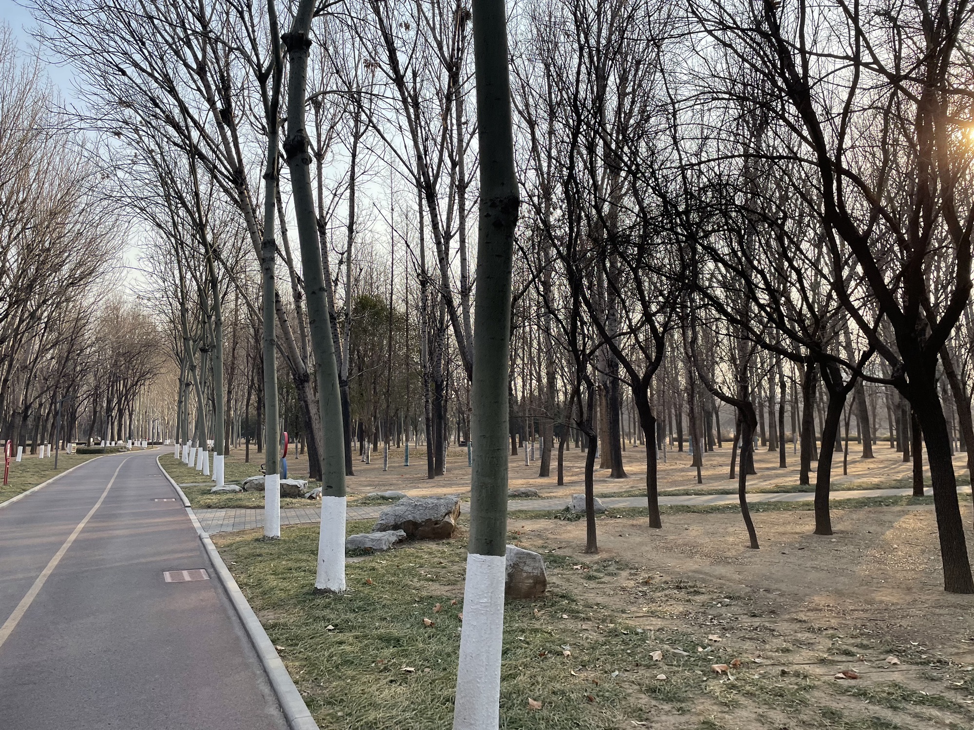 五村遗址森林公园旅行图片 3