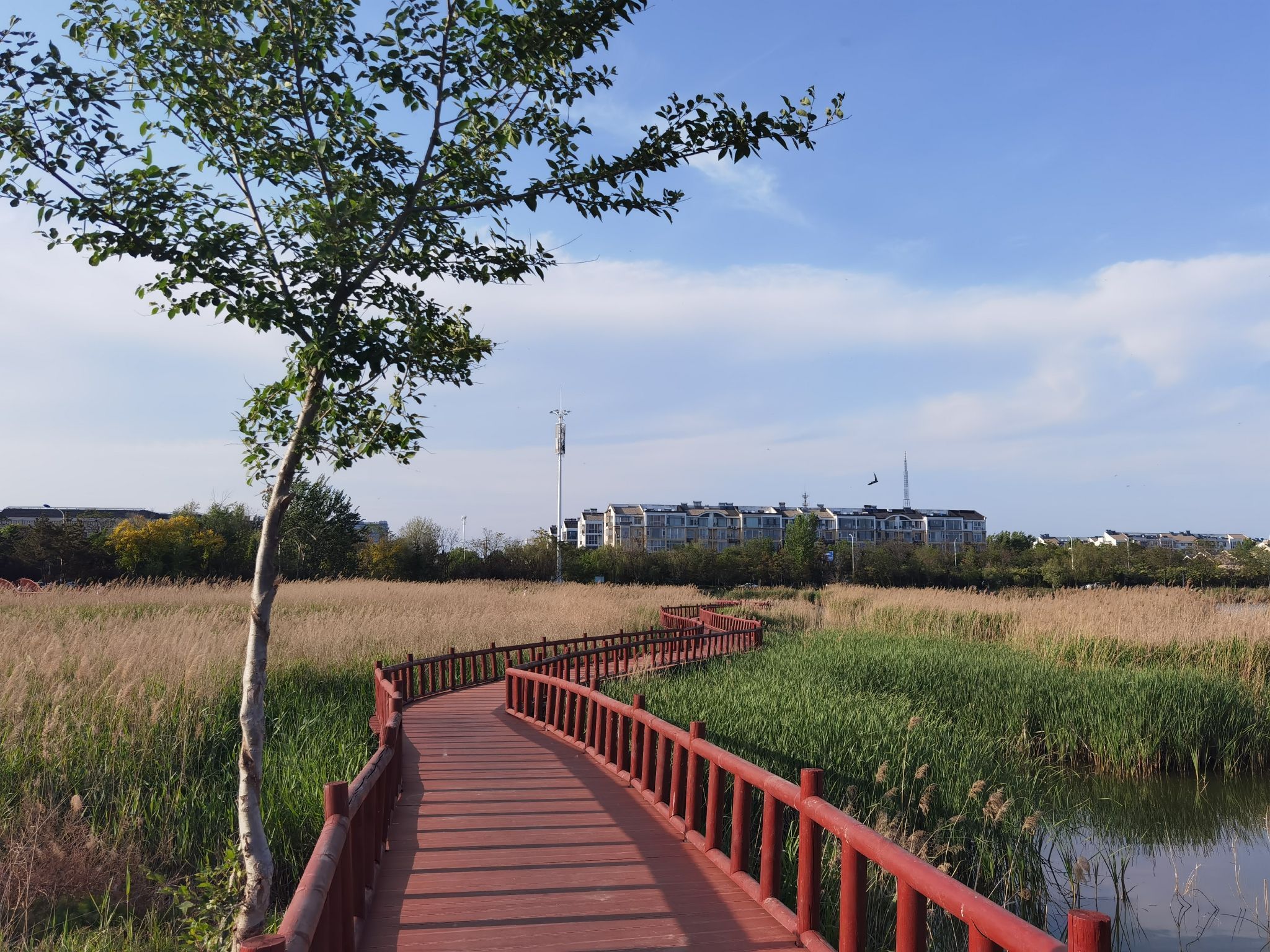 东营市明月湖国家湿地公园旅行图片 1