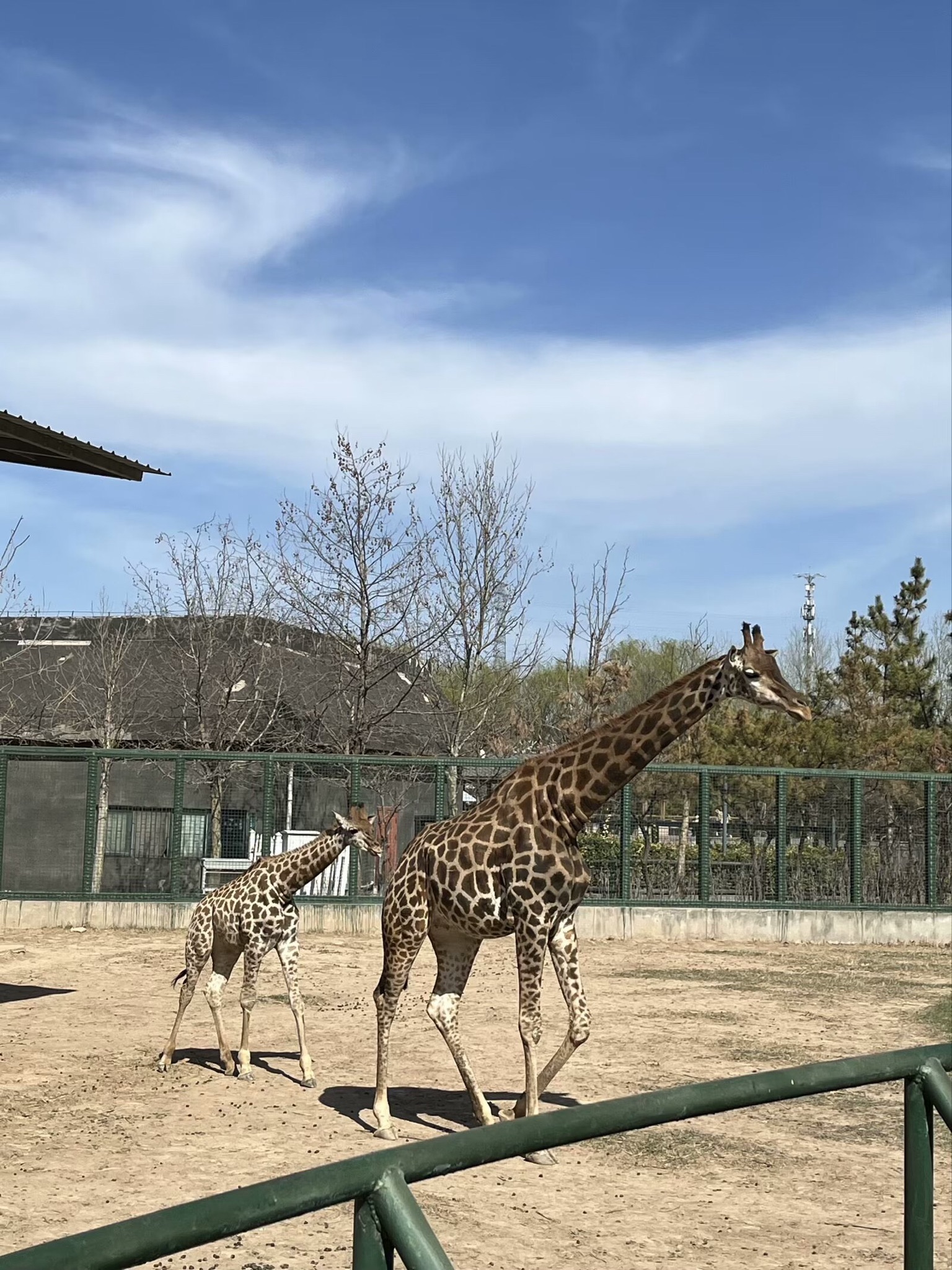 黄河三角洲动物园旅行图片 2