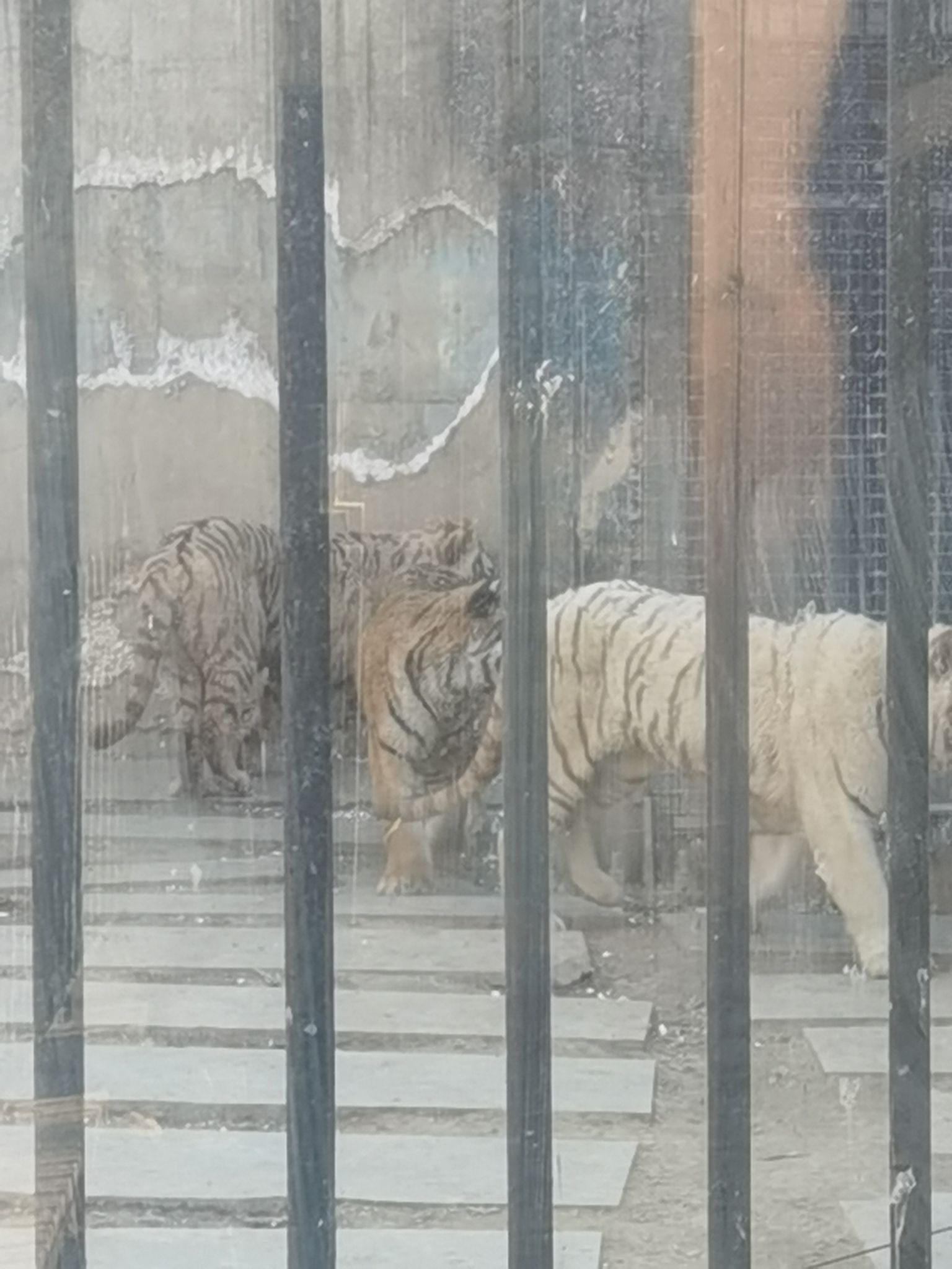 黄河三角洲动物园旅行图片 3