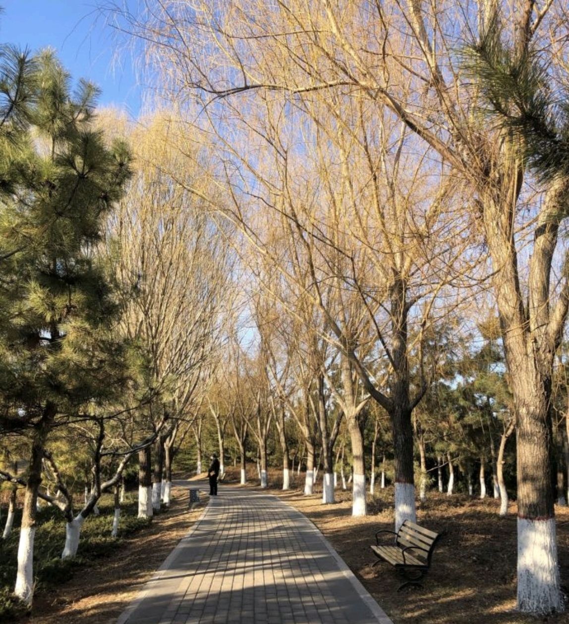 垦利植物园旅行图片 1
