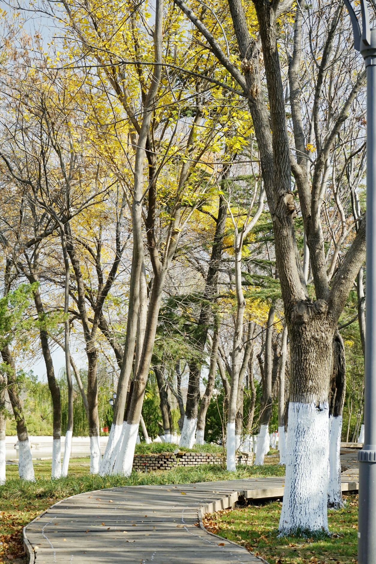 木犀花境旅行图片 2