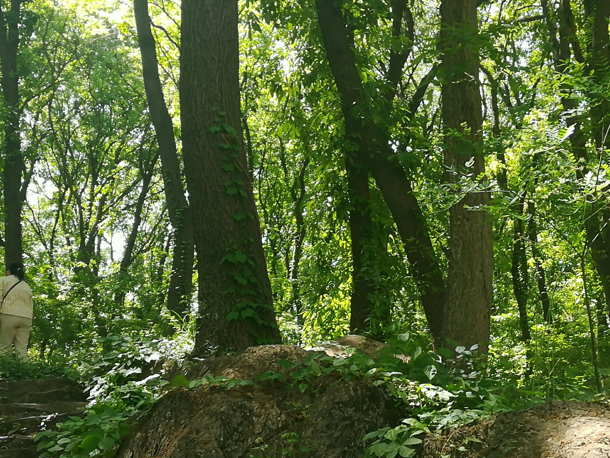 神山国家森林公园旅行图片 2