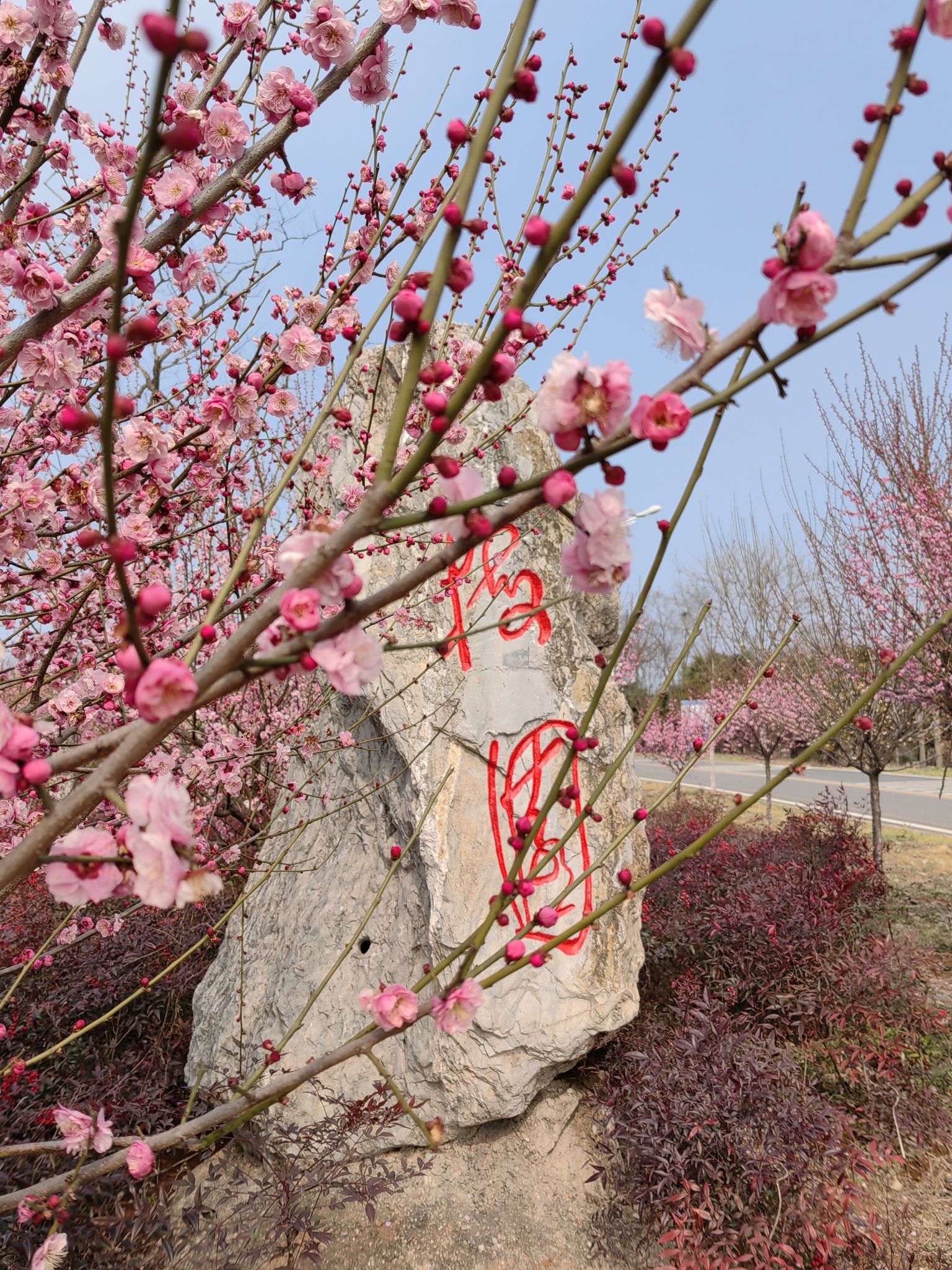 神山国家森林公园旅行图片 2