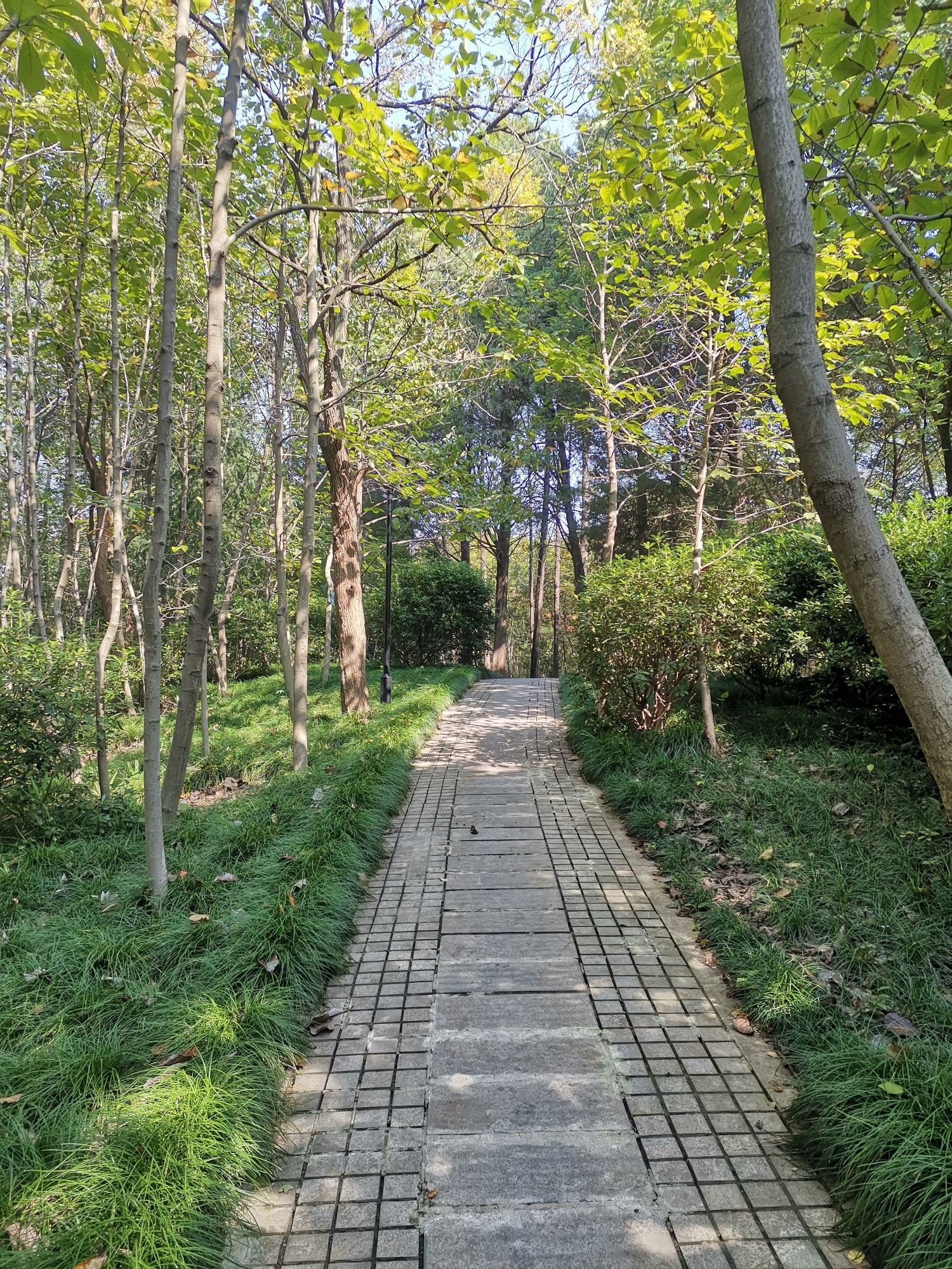南屏山森林公园旅行图片 3