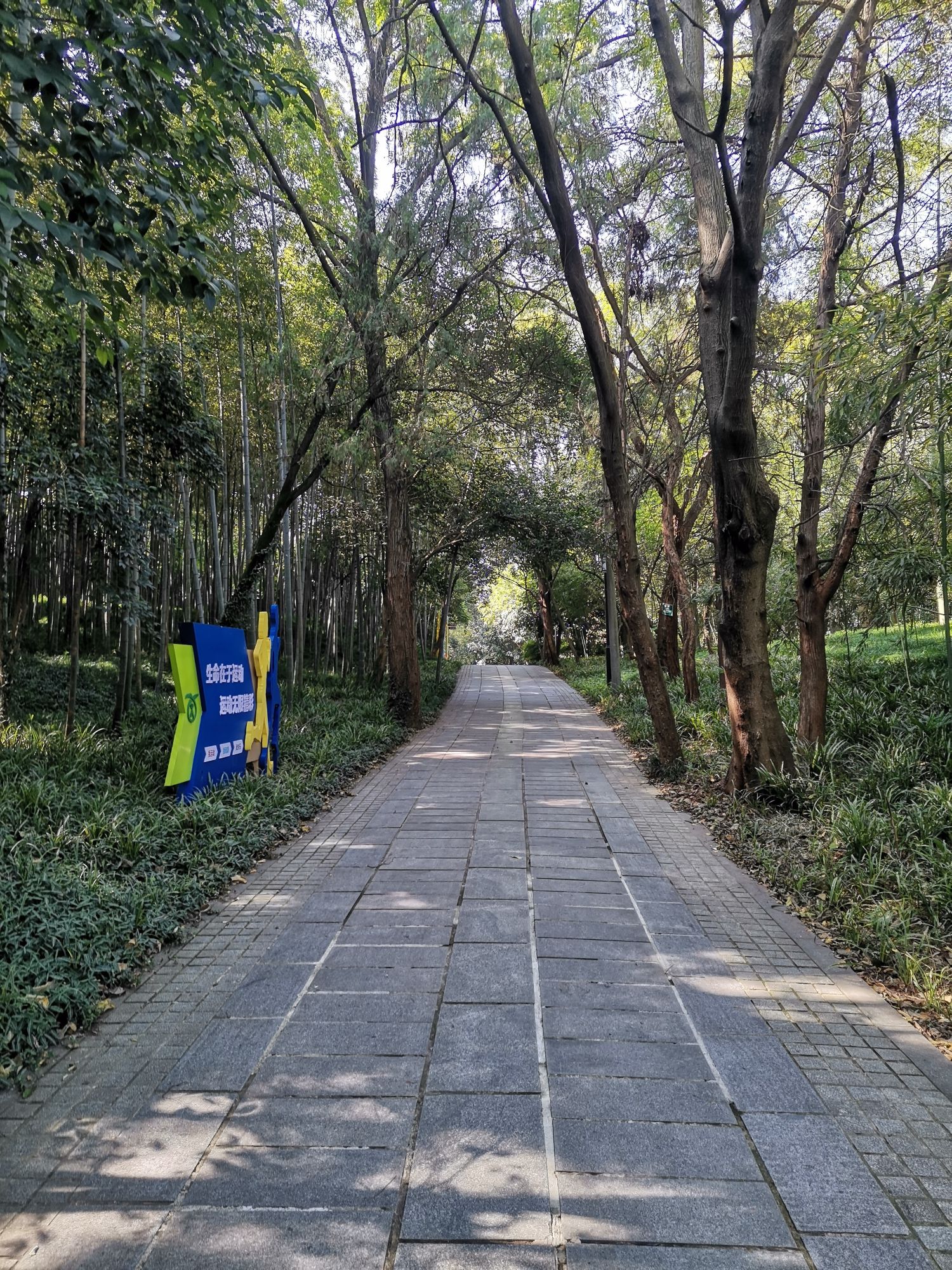 南屏山森林公园旅行图片 2
