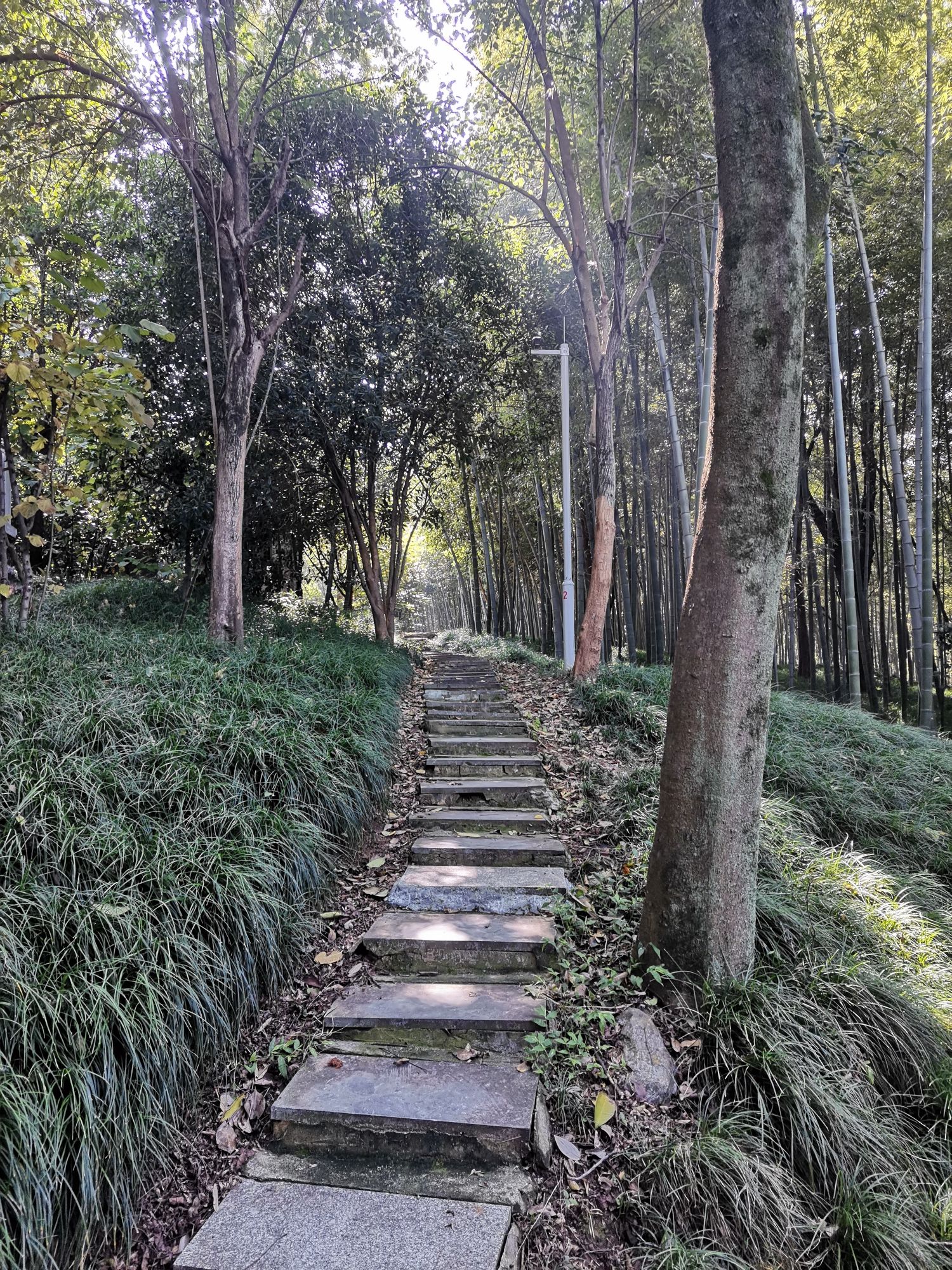 南屏山森林公园旅行图片 3