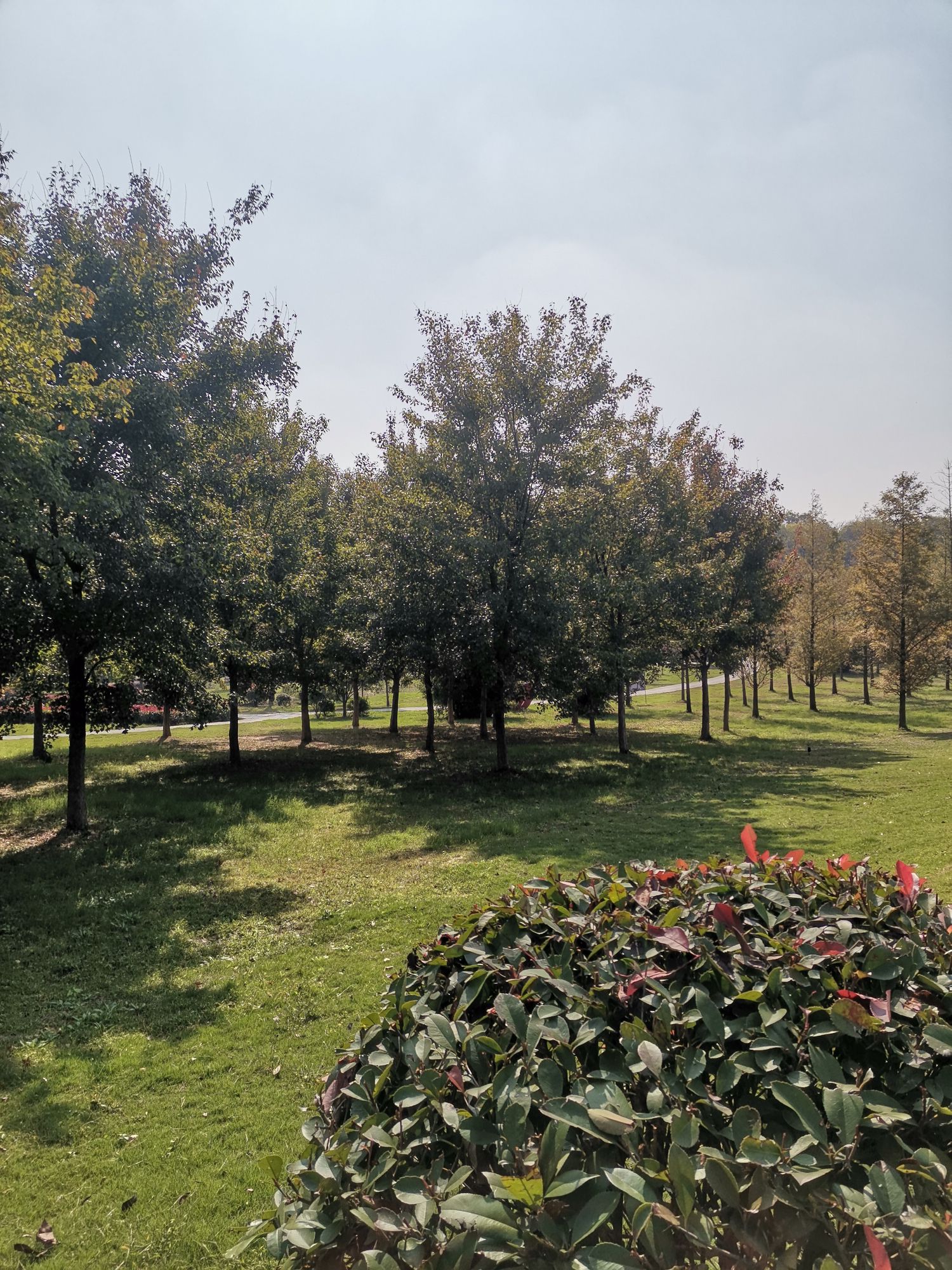 南屏山森林公园旅行图片 3