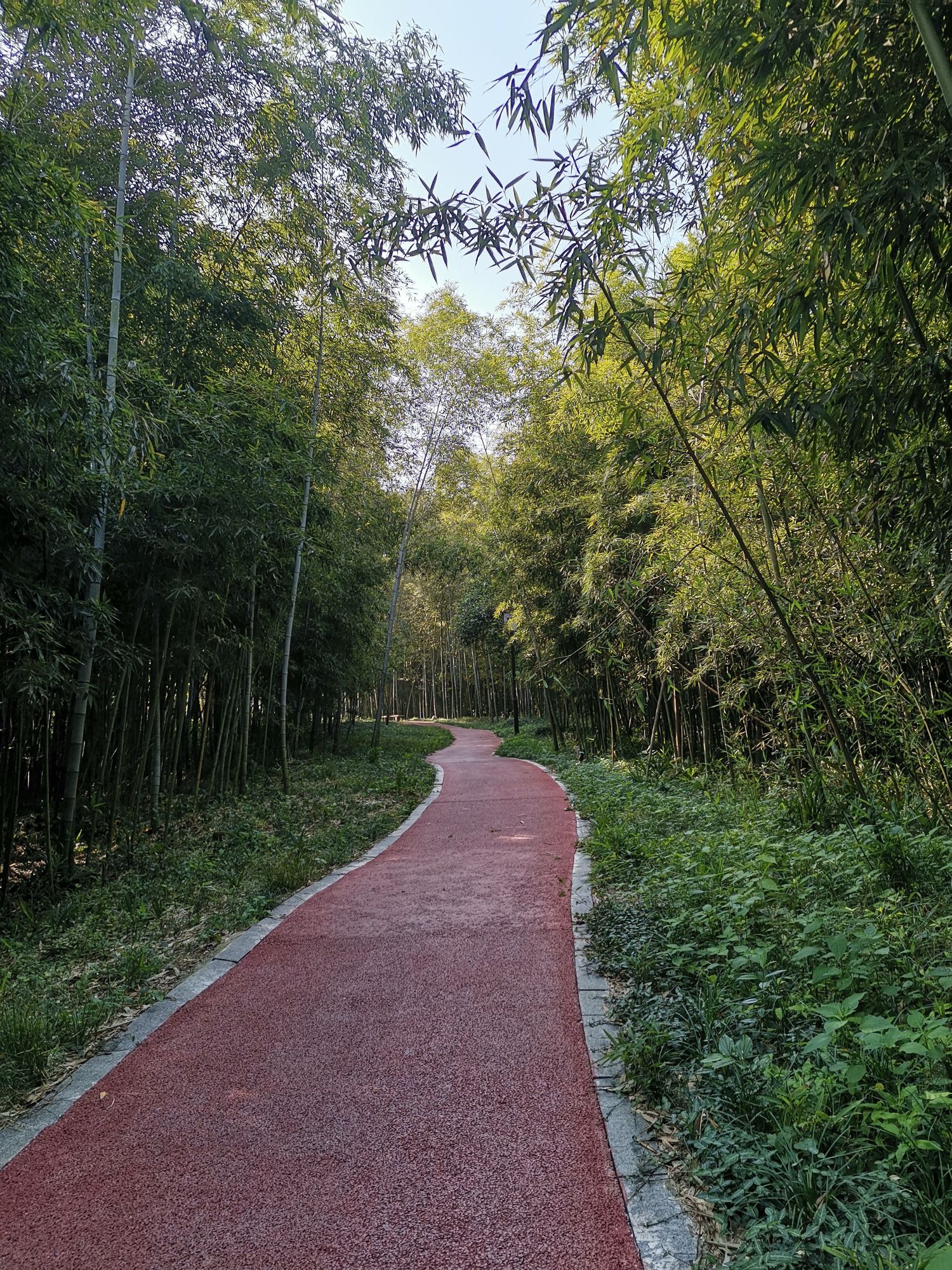 南屏山森林公园旅行图片 2