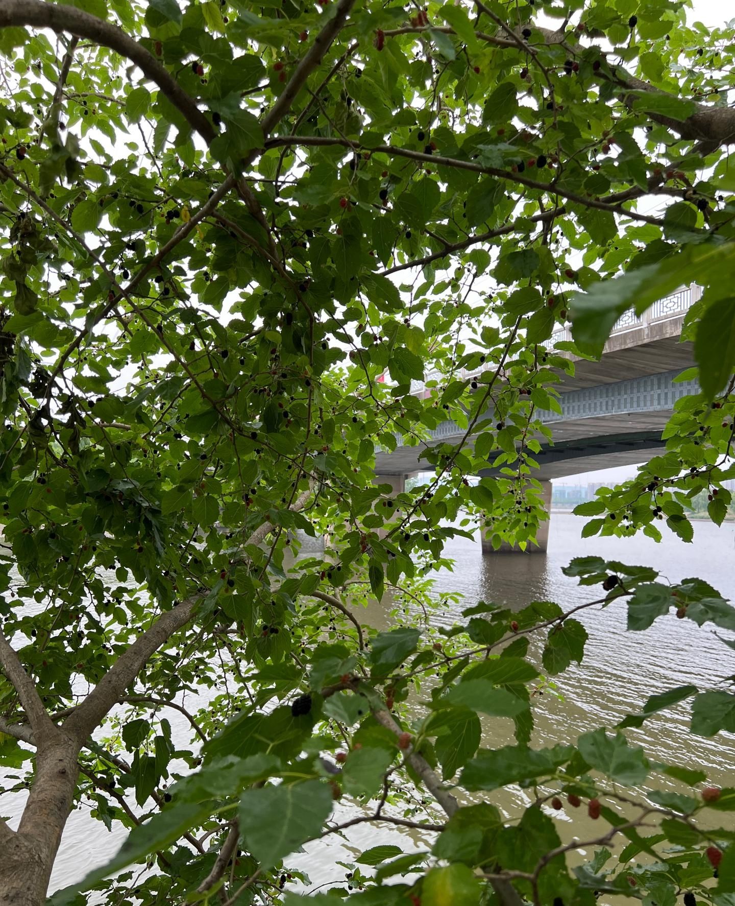 清流公园旅行图片 3