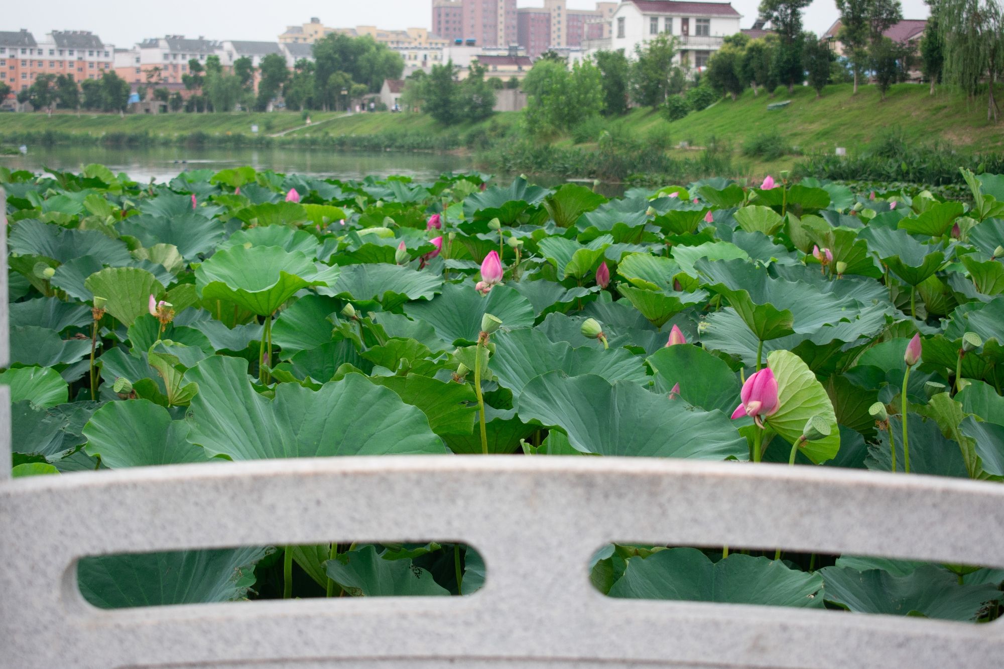 花园湖公园旅行图片 3