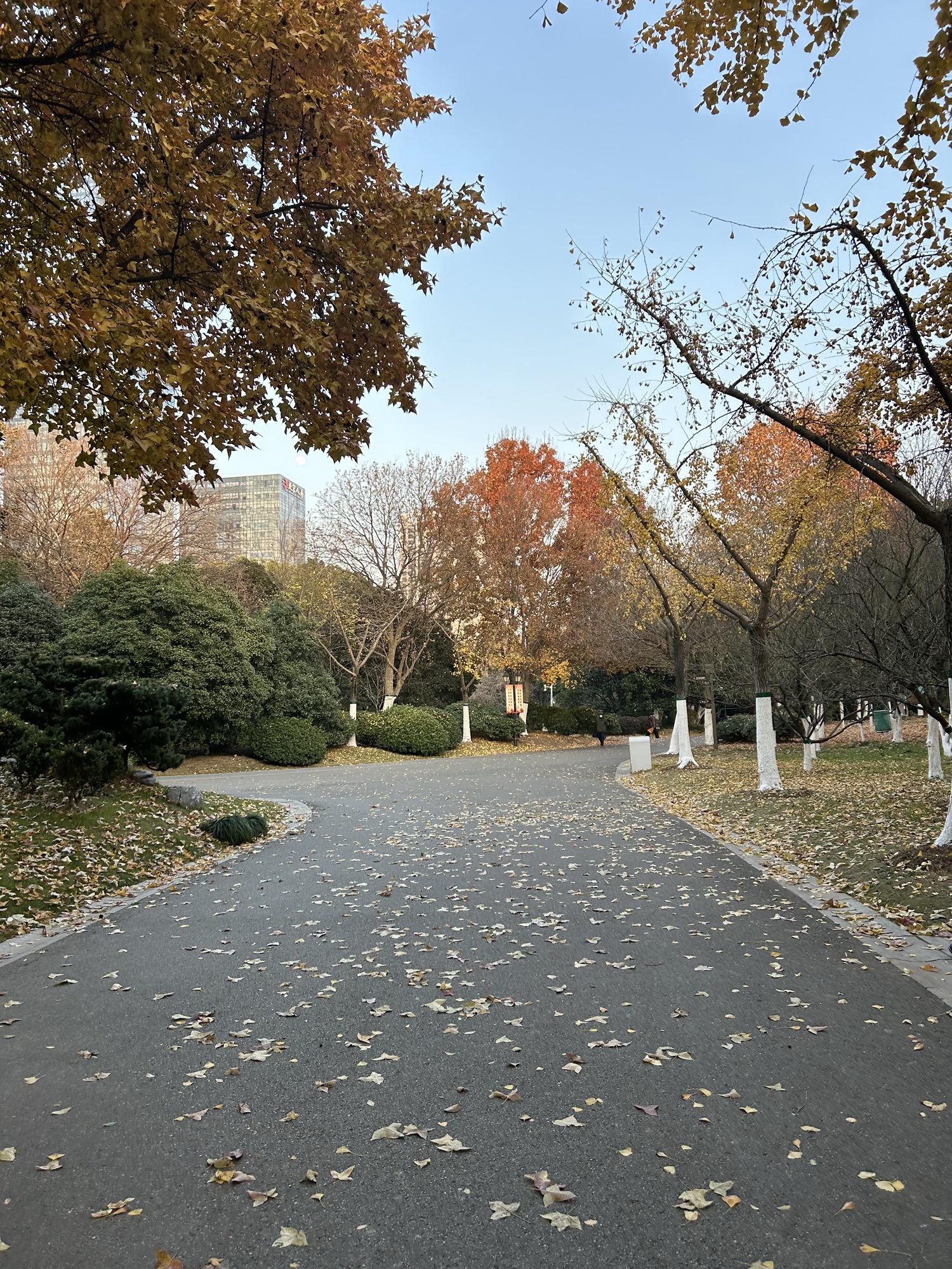 杏花公园旅行图片 2