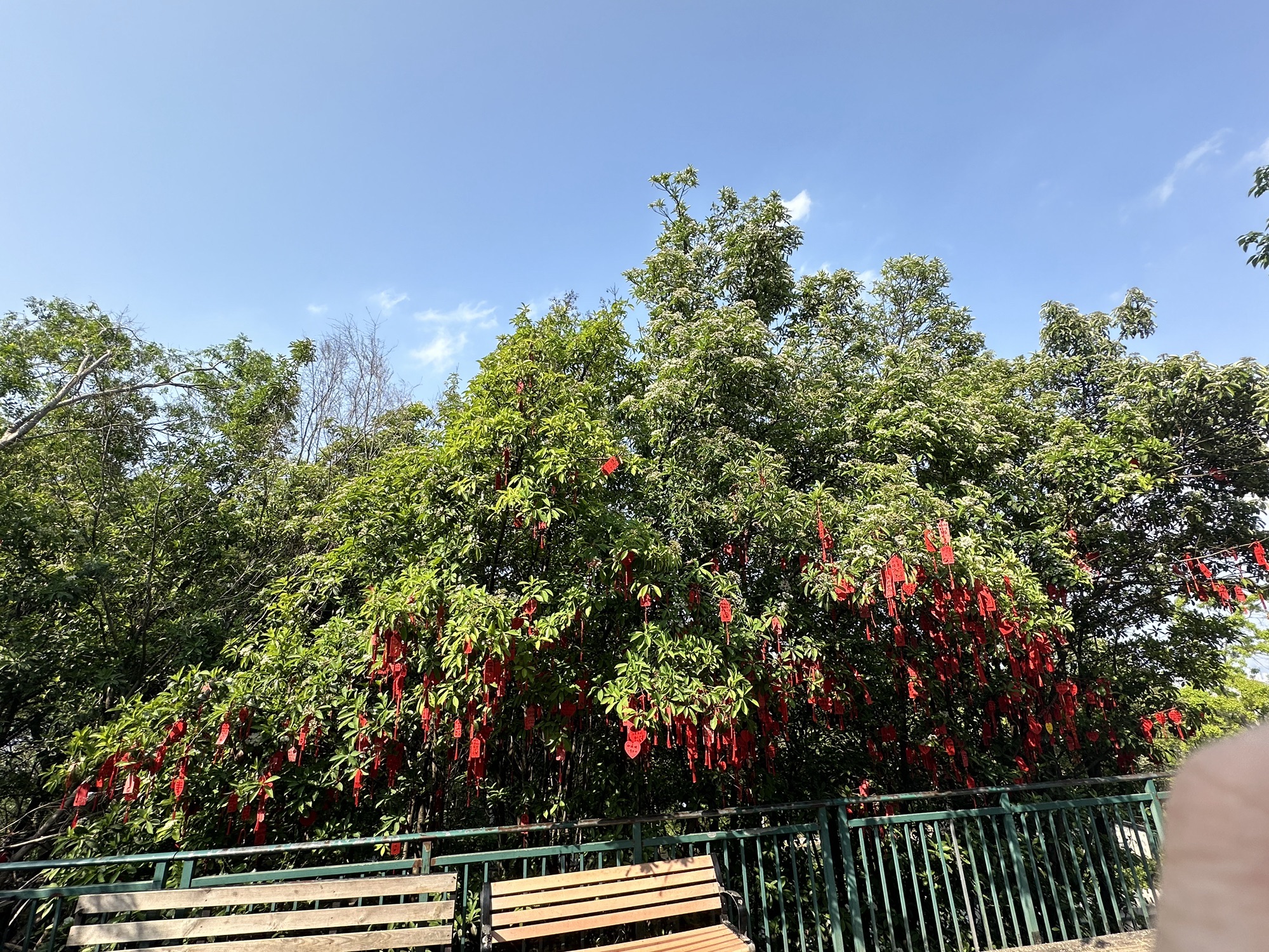 蜀山森林公园旅行图片 1