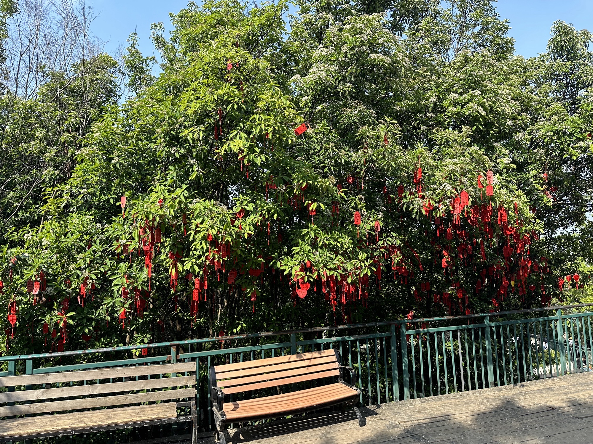 蜀山森林公园旅行图片 2
