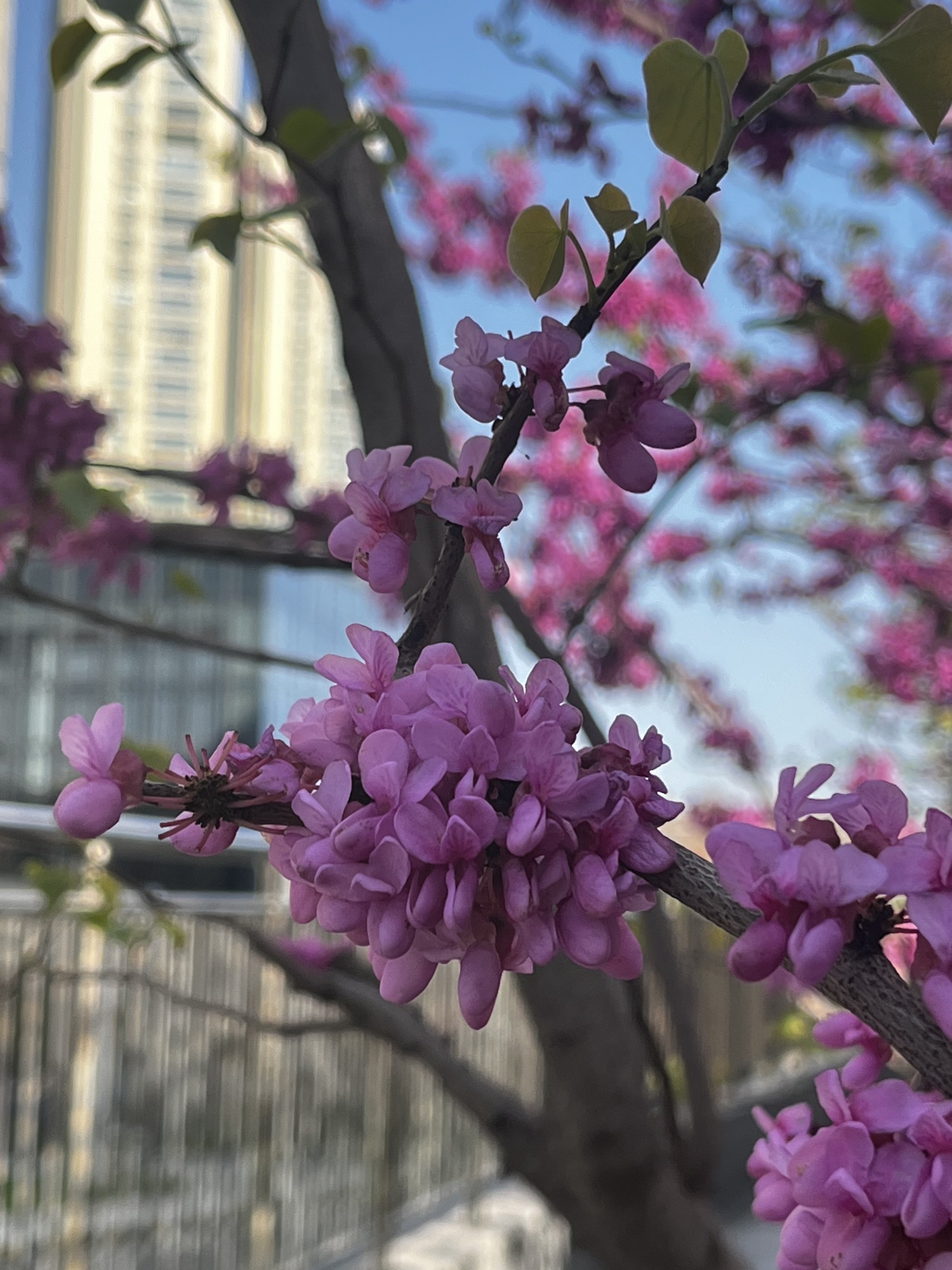 徽园旅行图片 2