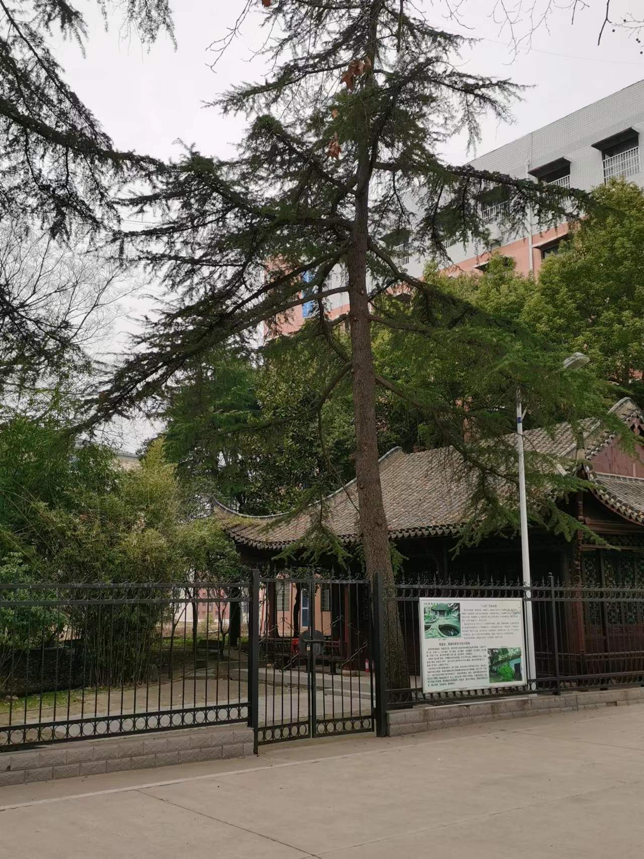 合肥市第七中学教育集团紫蓬分校