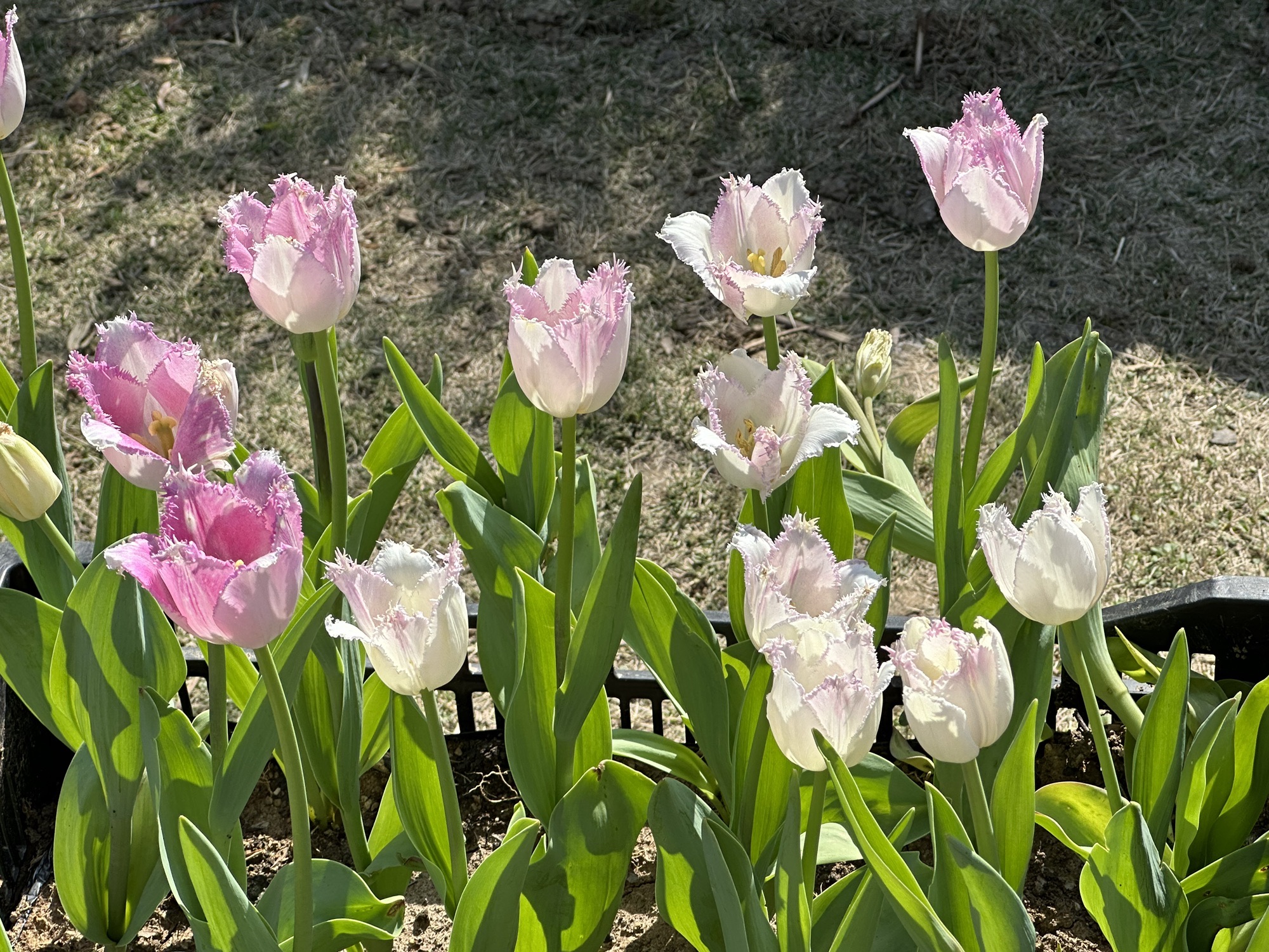 合肥植物园旅行图片 2
