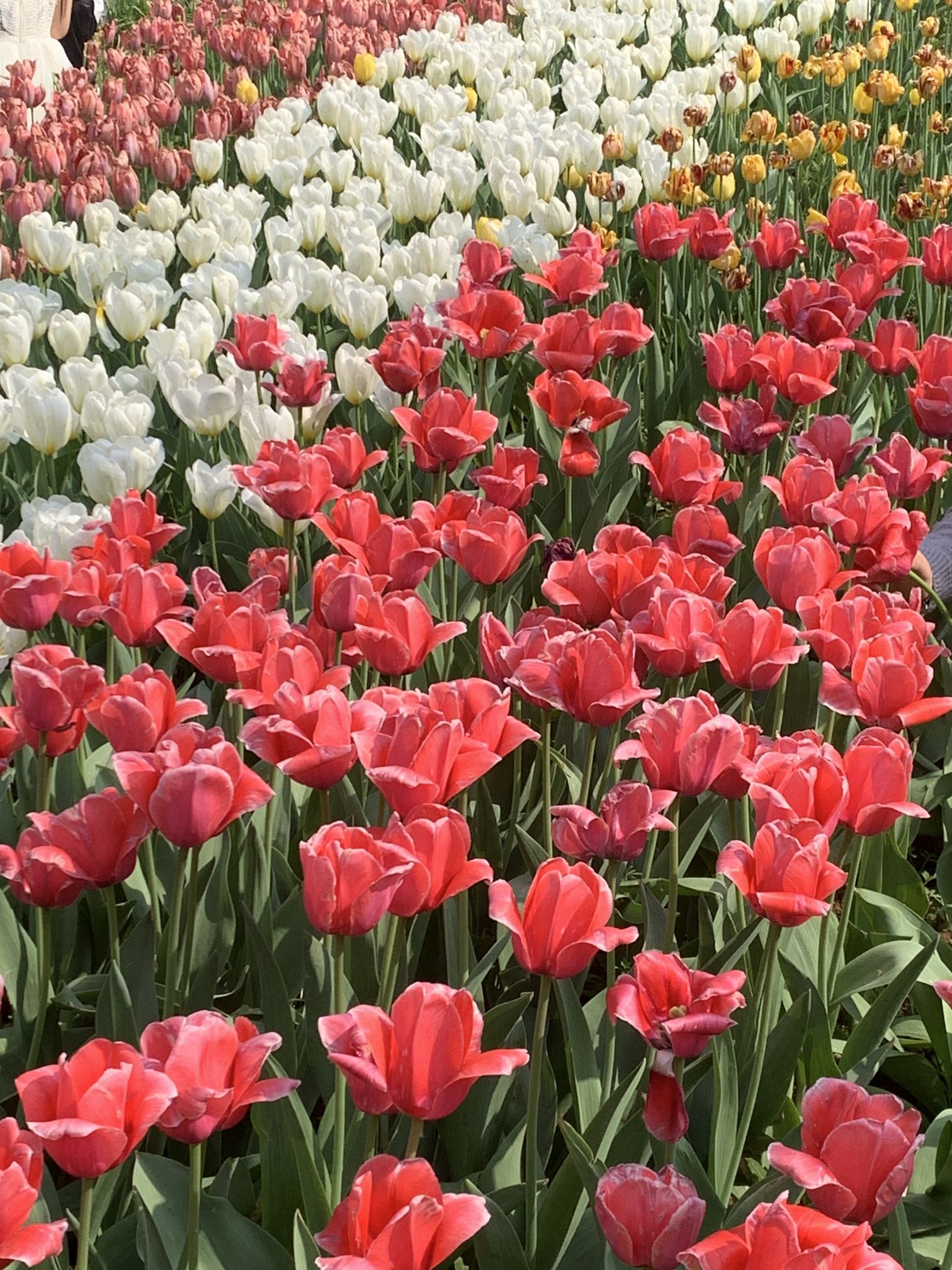 合肥植物园旅行图片 1