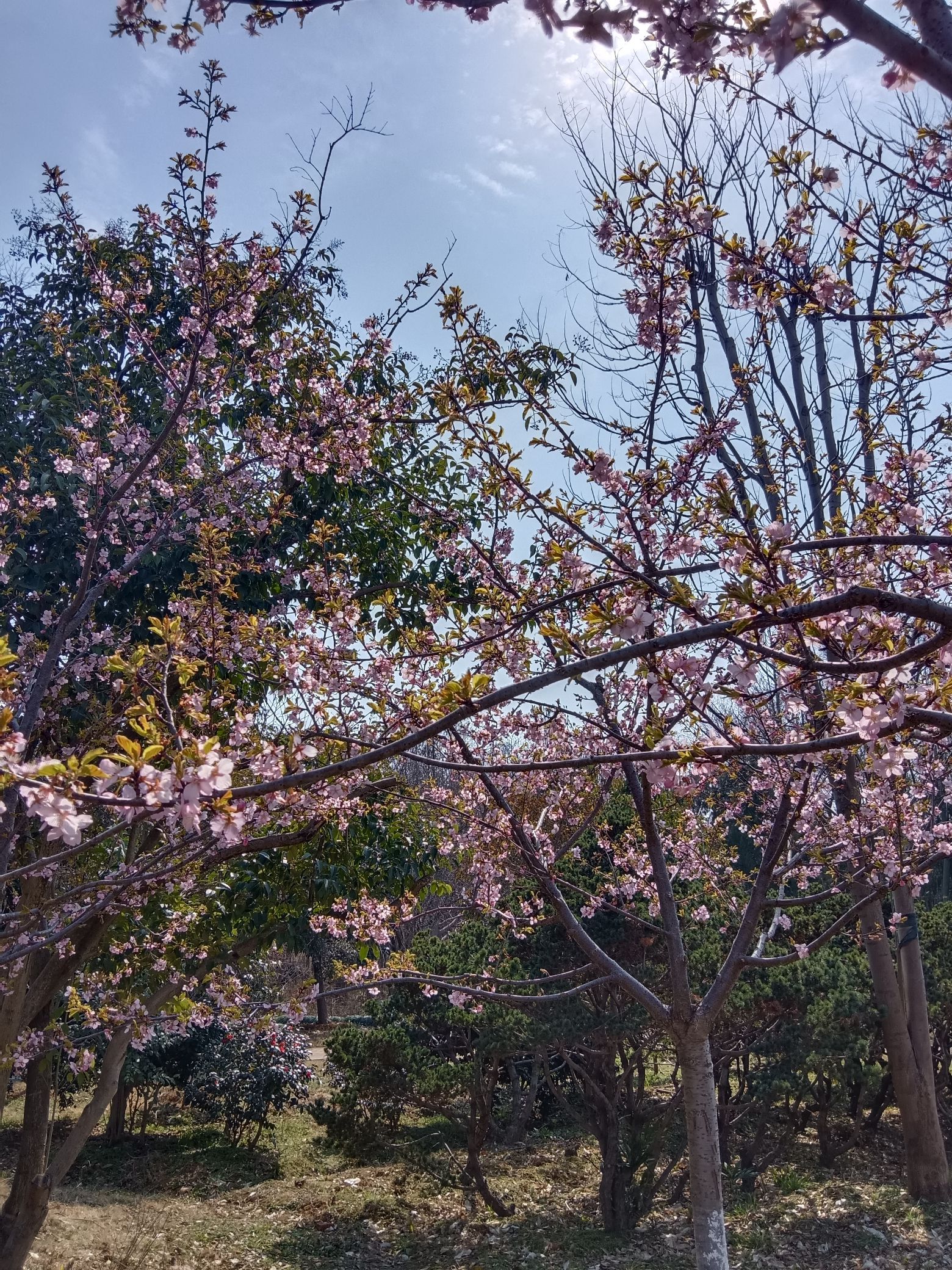 合肥植物园旅行图片 1