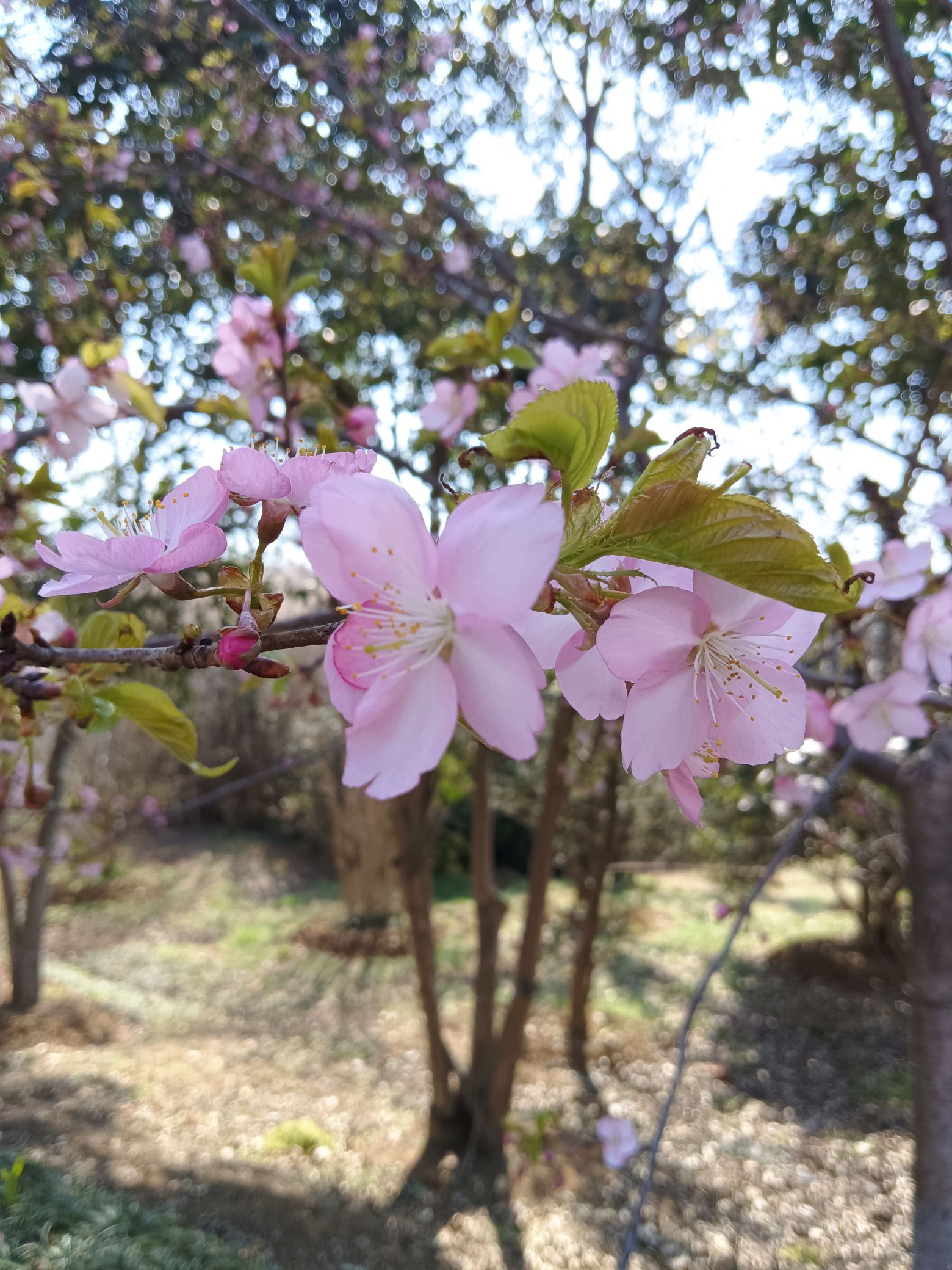 合肥植物园旅行图片 3