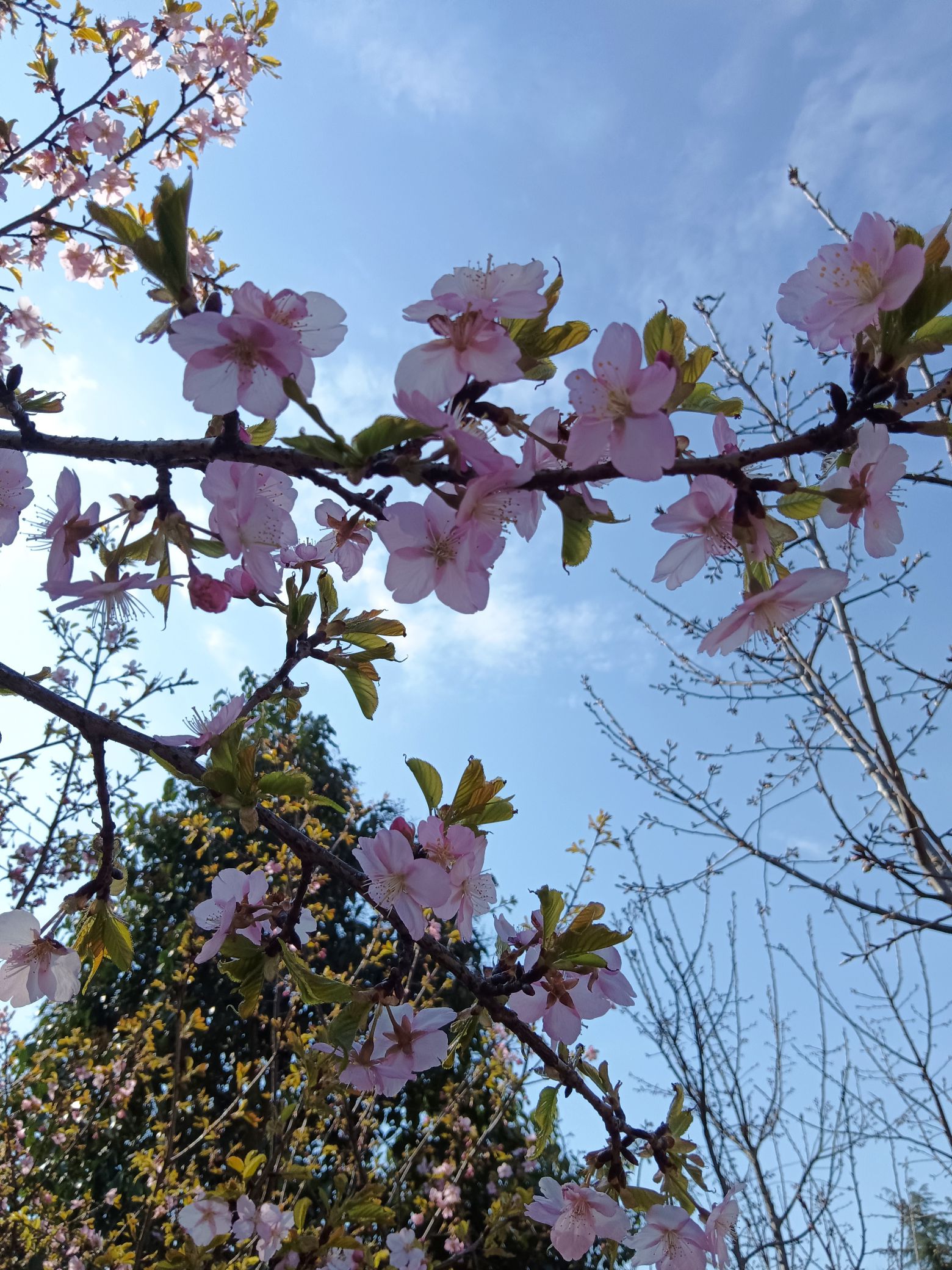 合肥植物园旅行图片 2