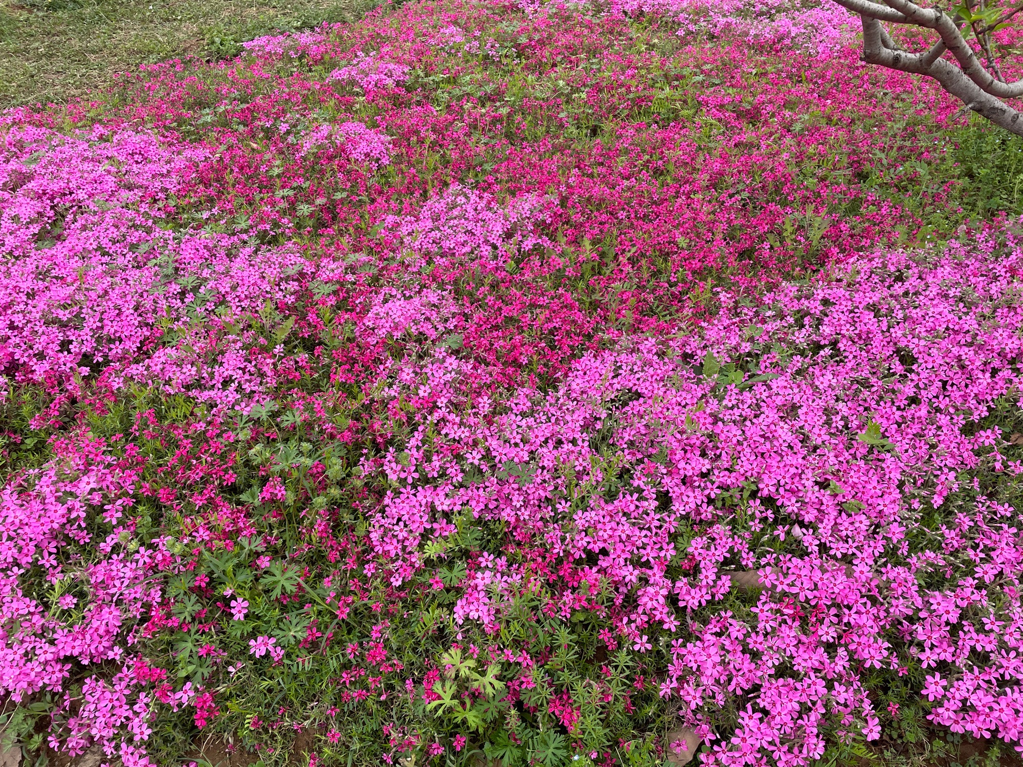 合肥植物园旅行图片 3