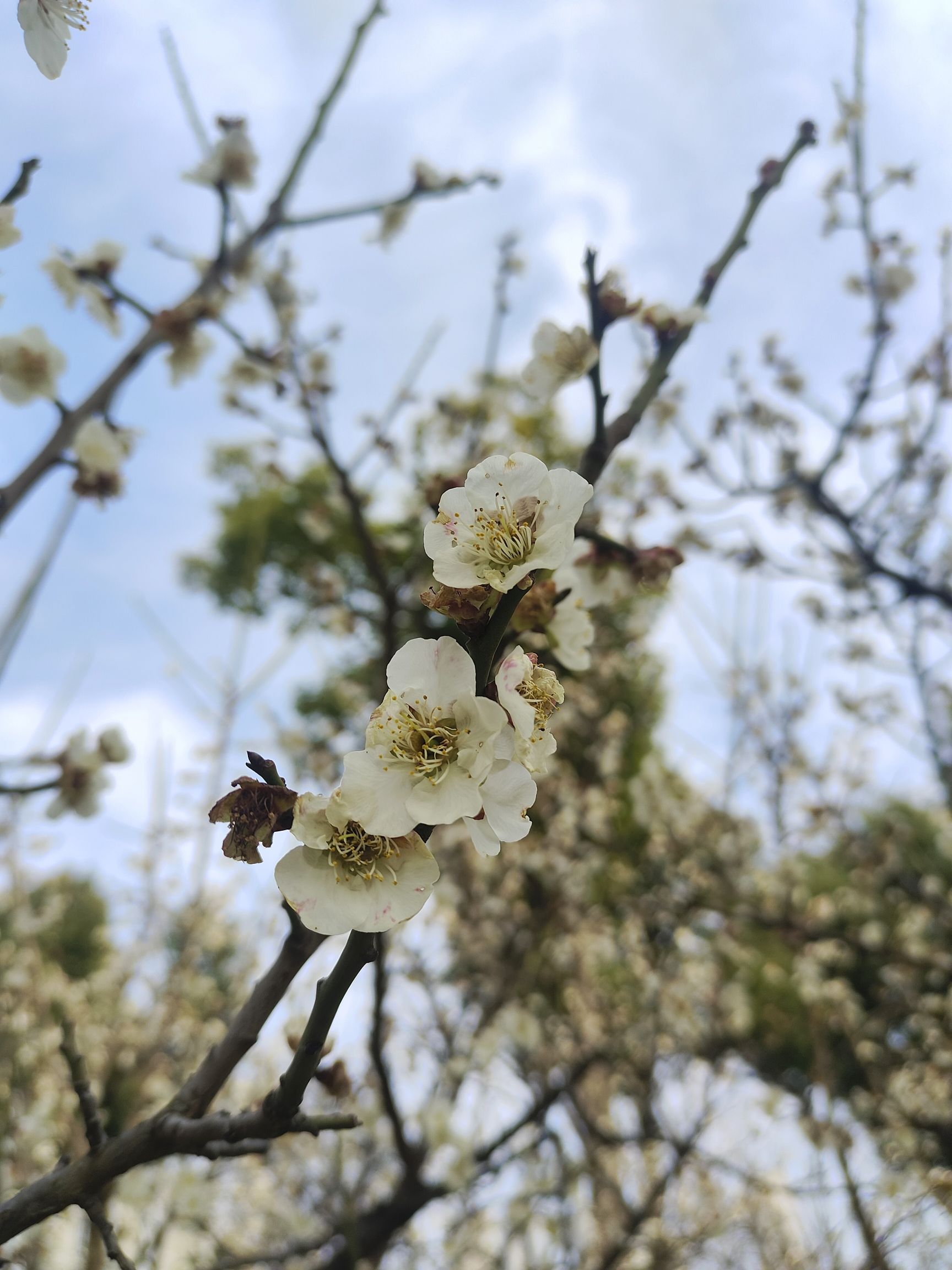花冲公园旅行图片 2