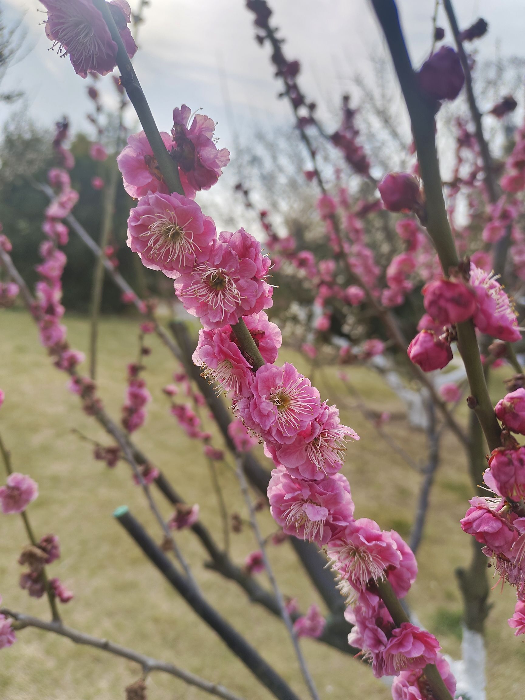 花冲公园旅行图片 1