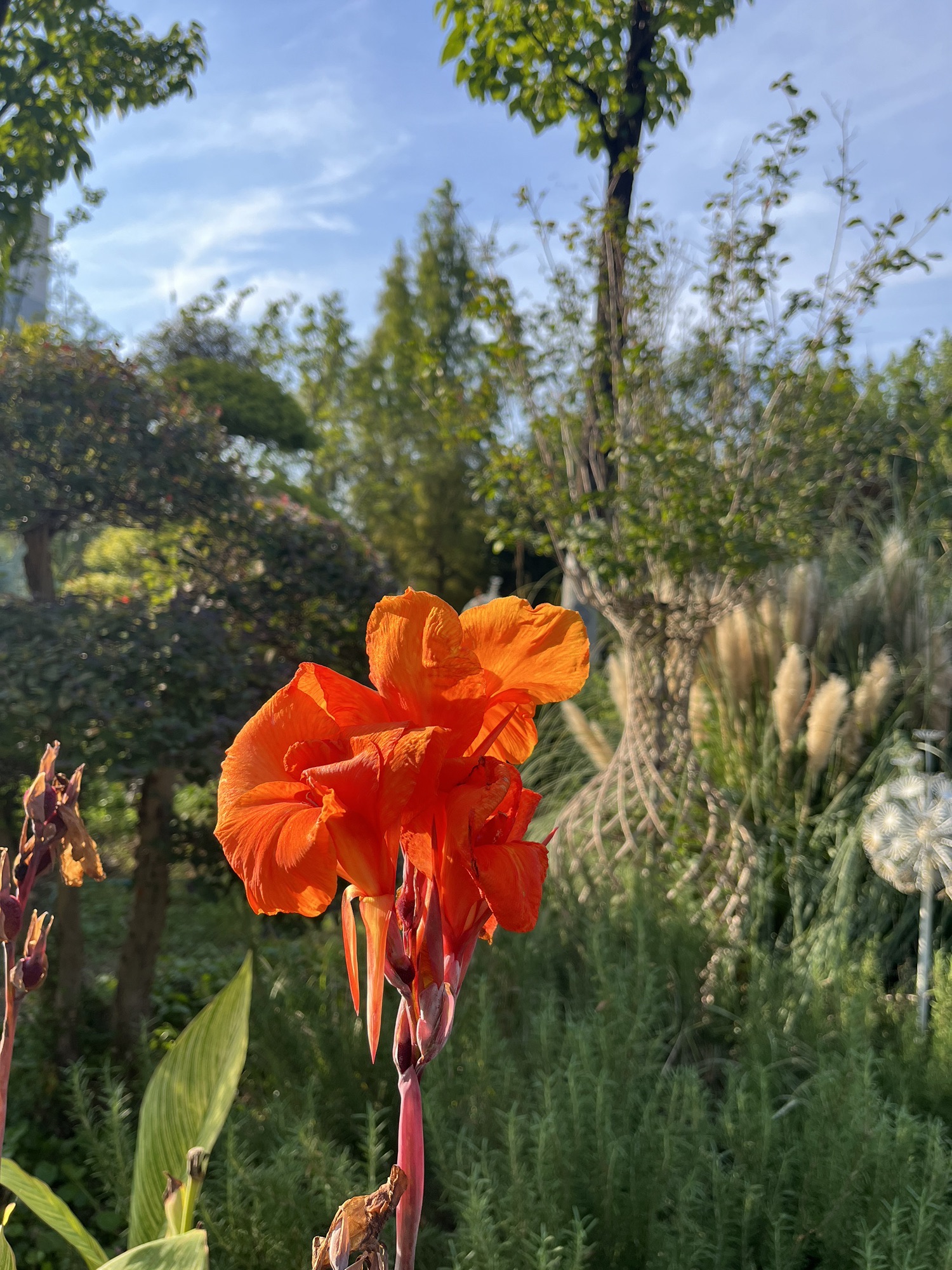 花冲公园旅行图片 1