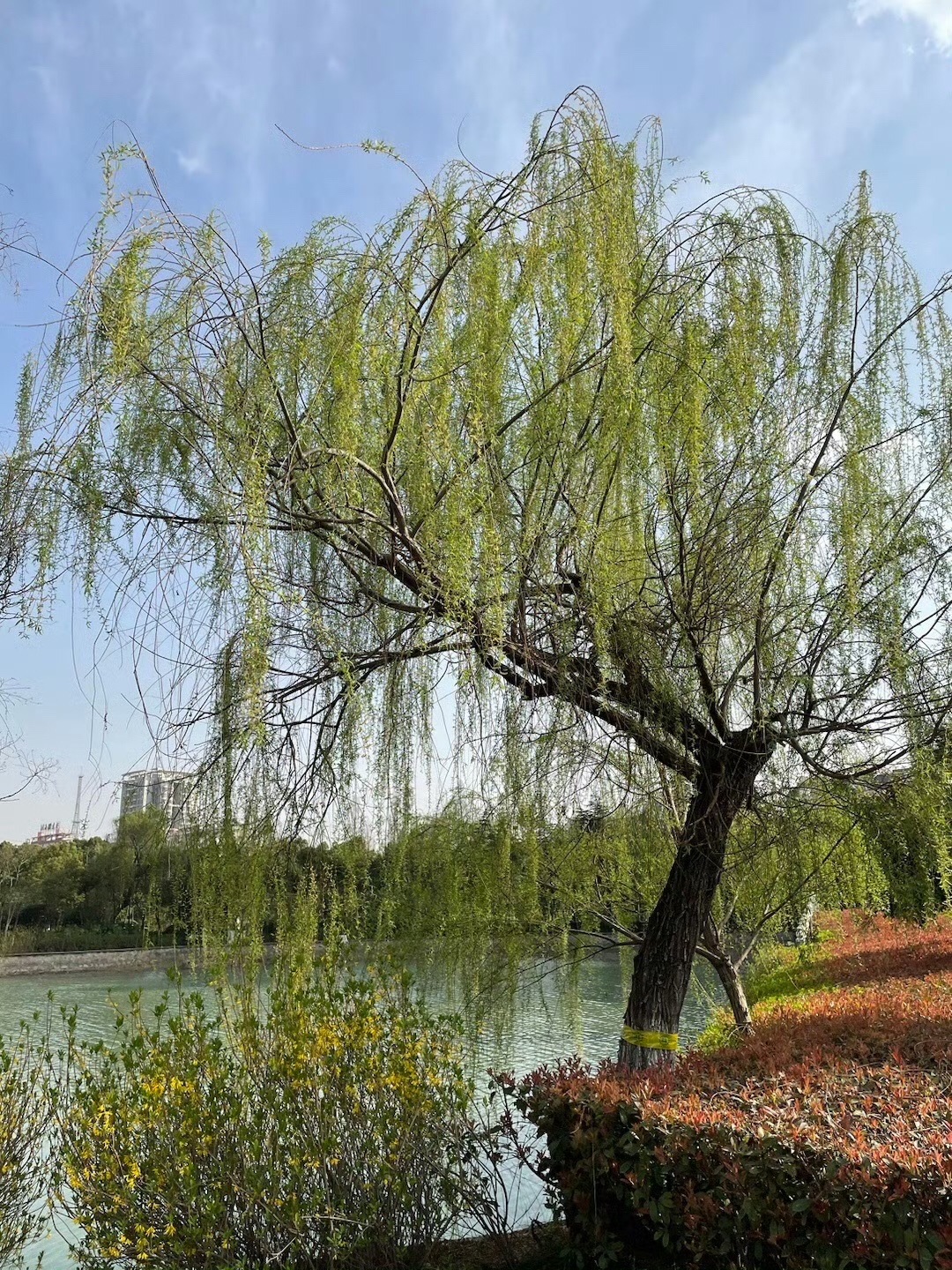 瑶海公园旅行图片 1