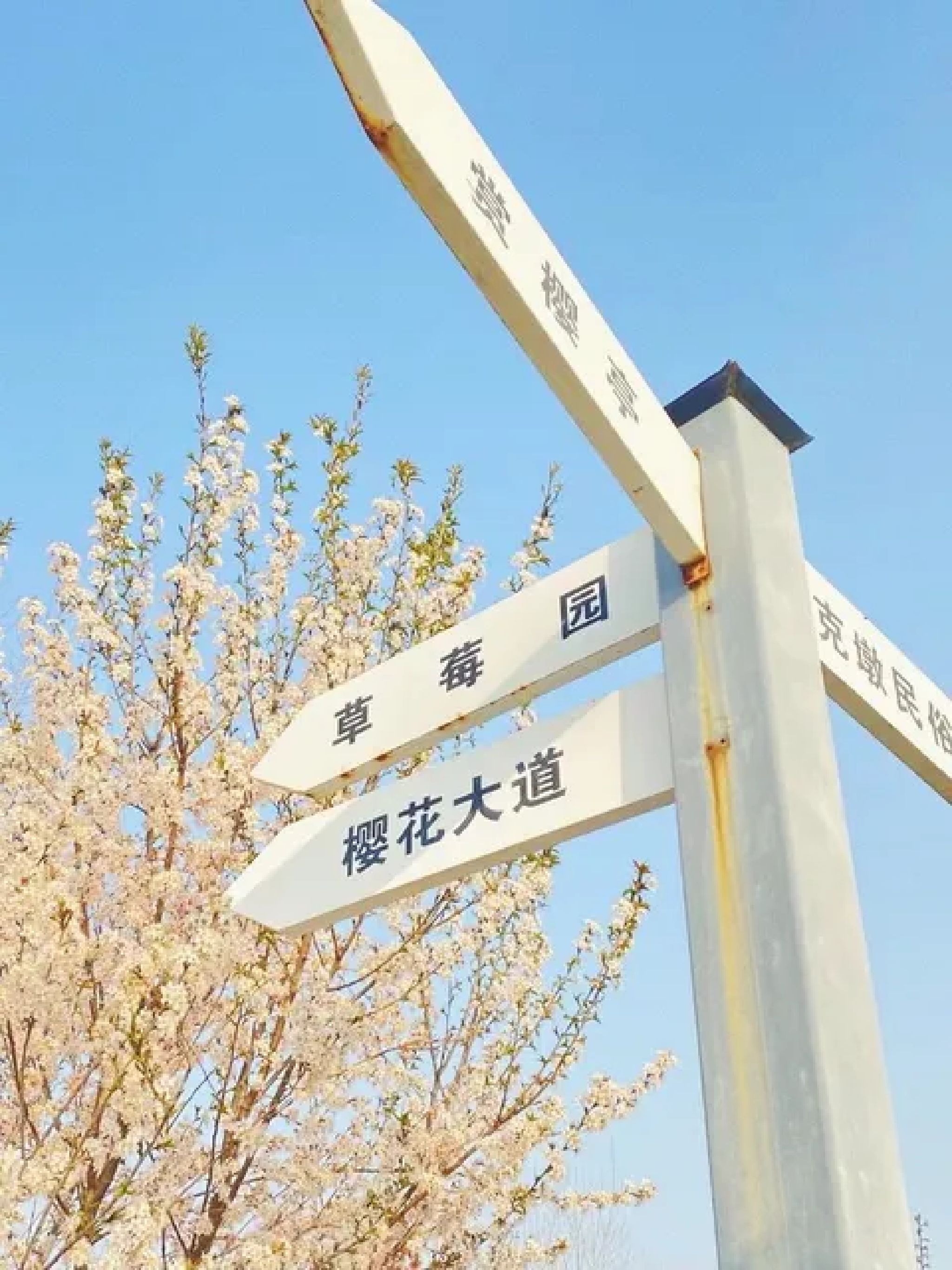 合肥生态公园旅行图片 1