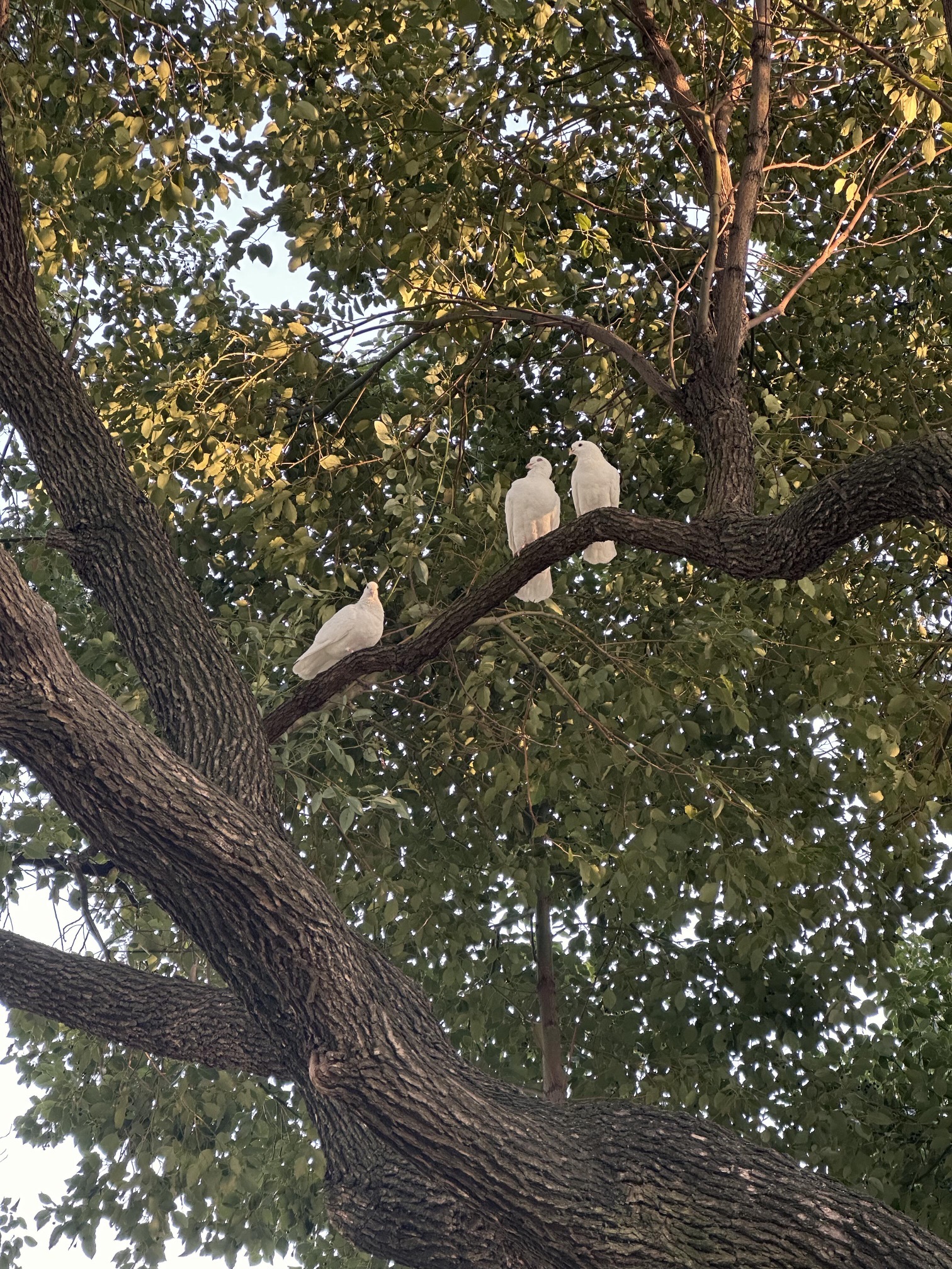 天乐公园旅行图片 3