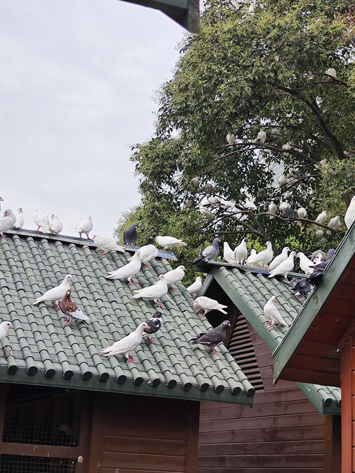 天乐公园旅行图片 1
