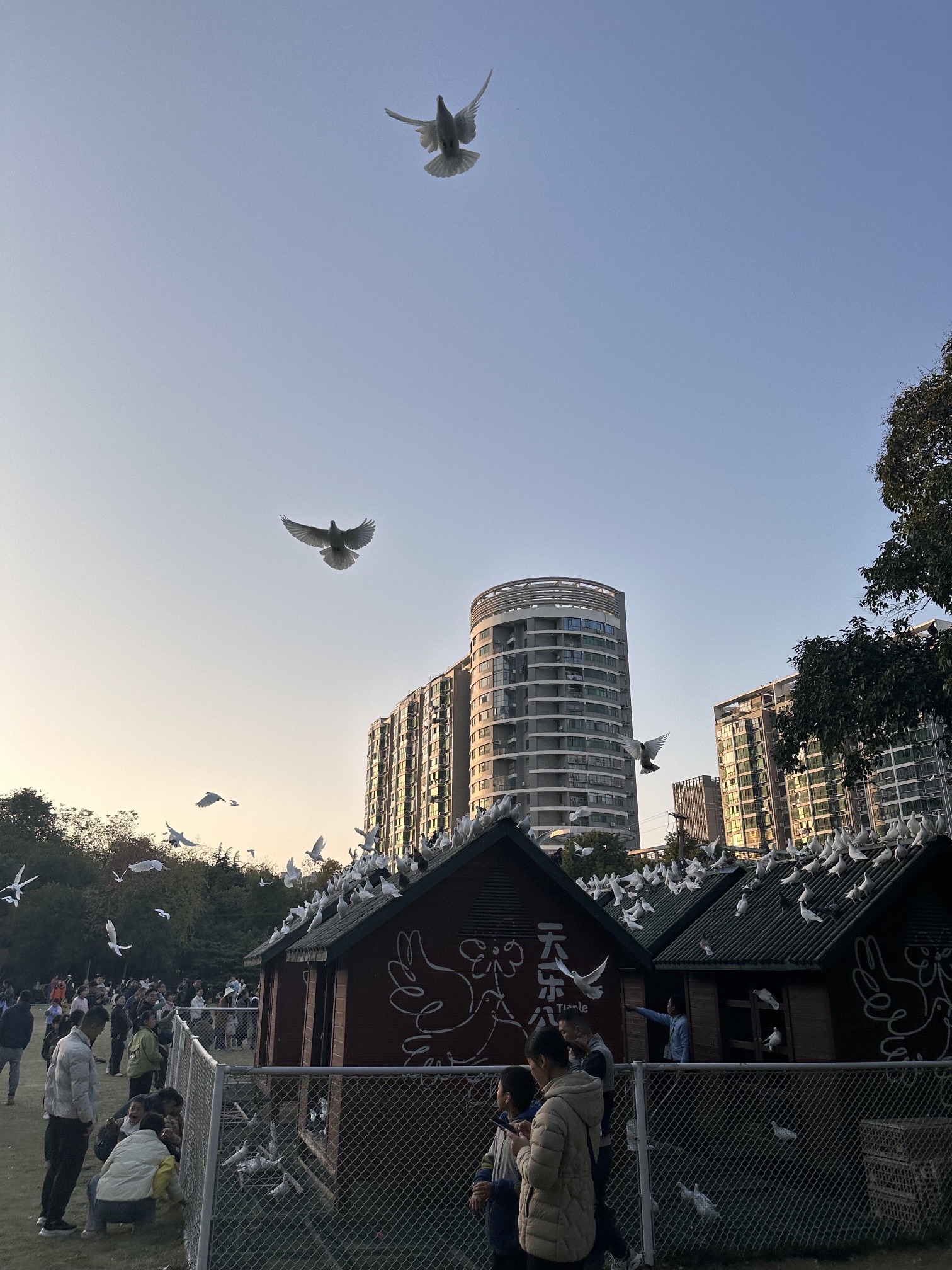 天乐公园旅行图片 2