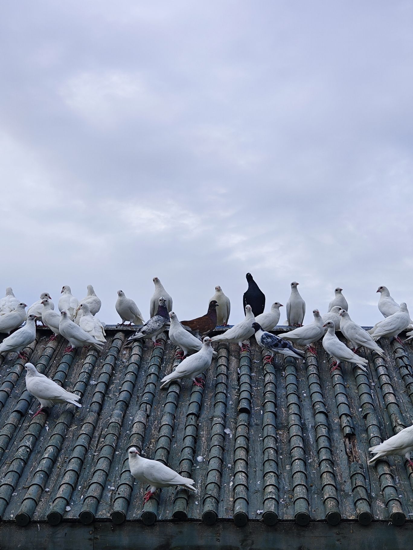天乐公园旅行图片 3